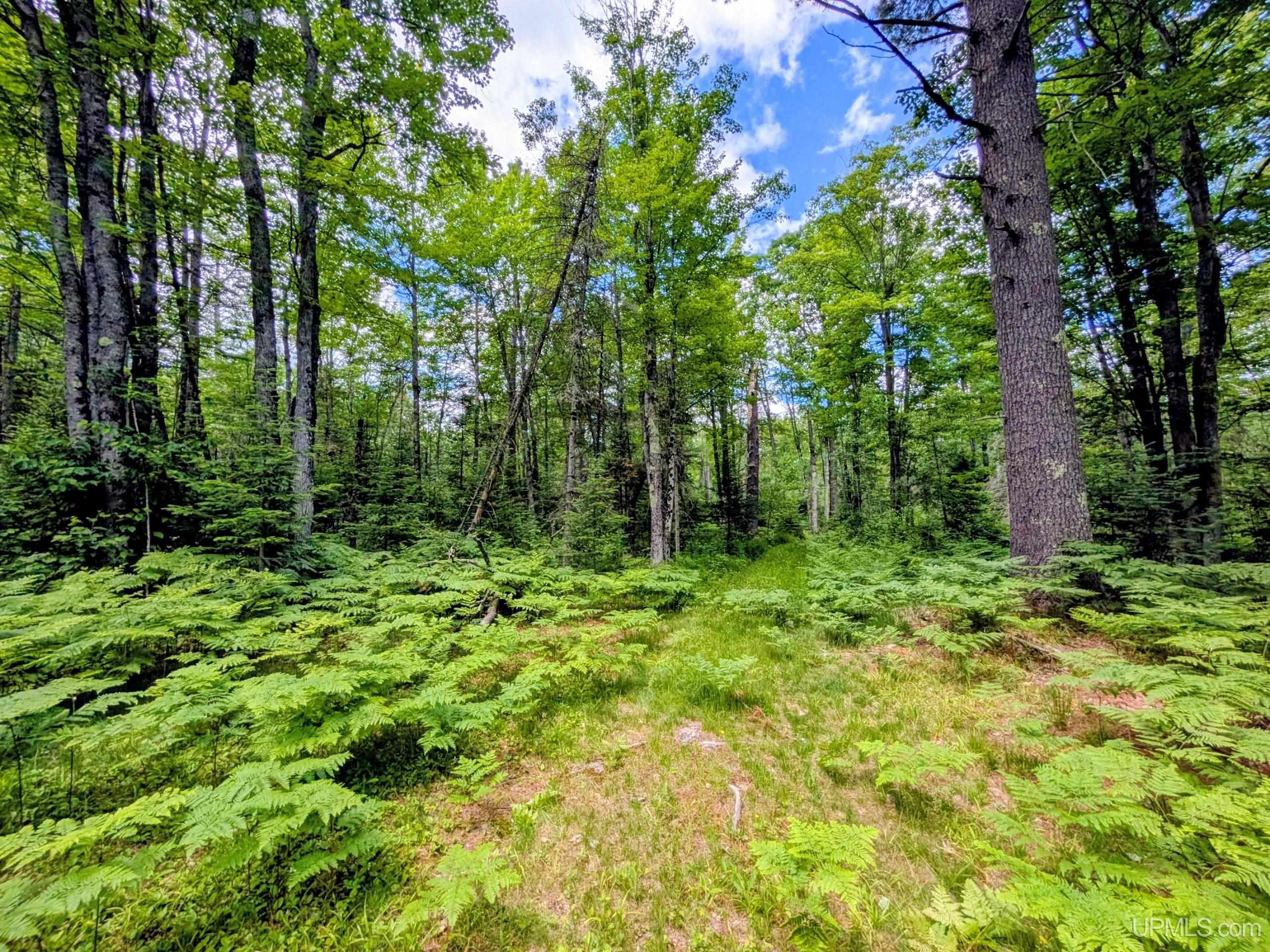 55 Acres Old M 28 Highway Property Photo 16