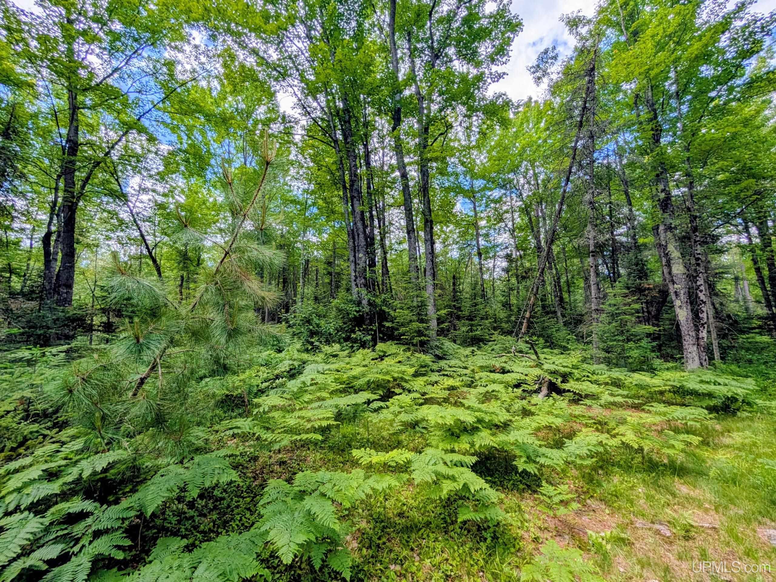 55 Acres Old M 28 Highway Property Photo 17