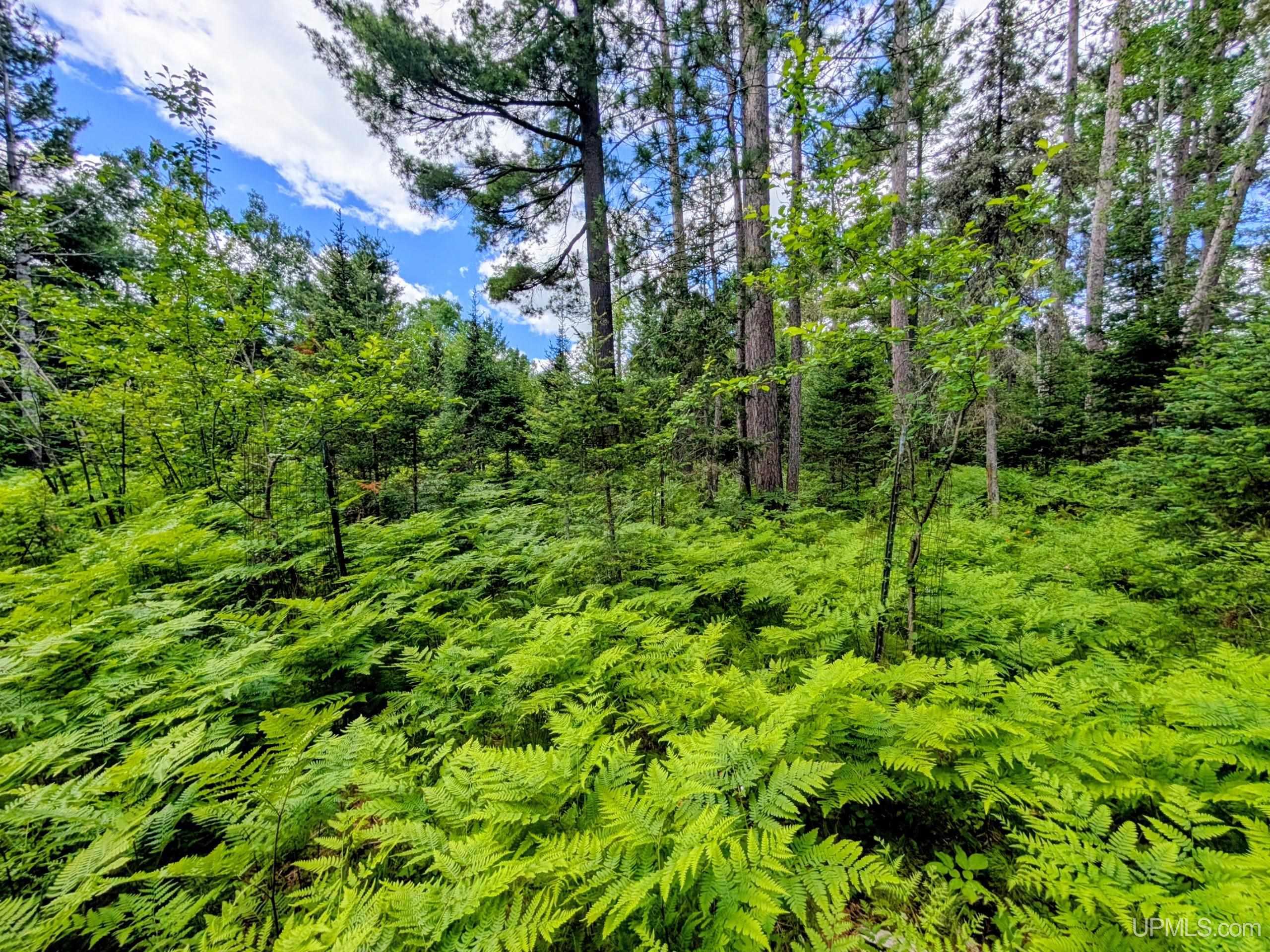 55 Acres Old M 28 Highway Property Photo 20