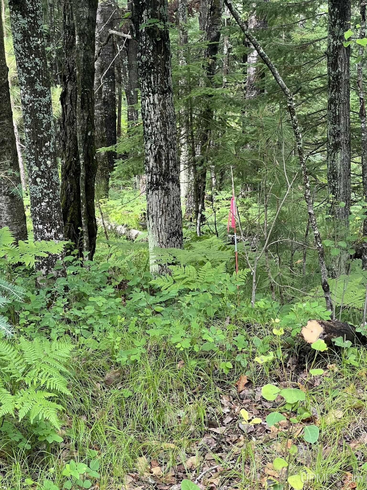 Tbd Waucedah Road Property Photo 2