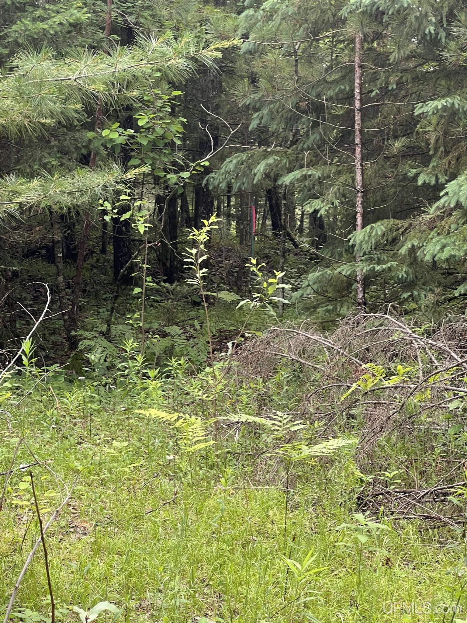 Tbd Waucedah Road Property Photo 6