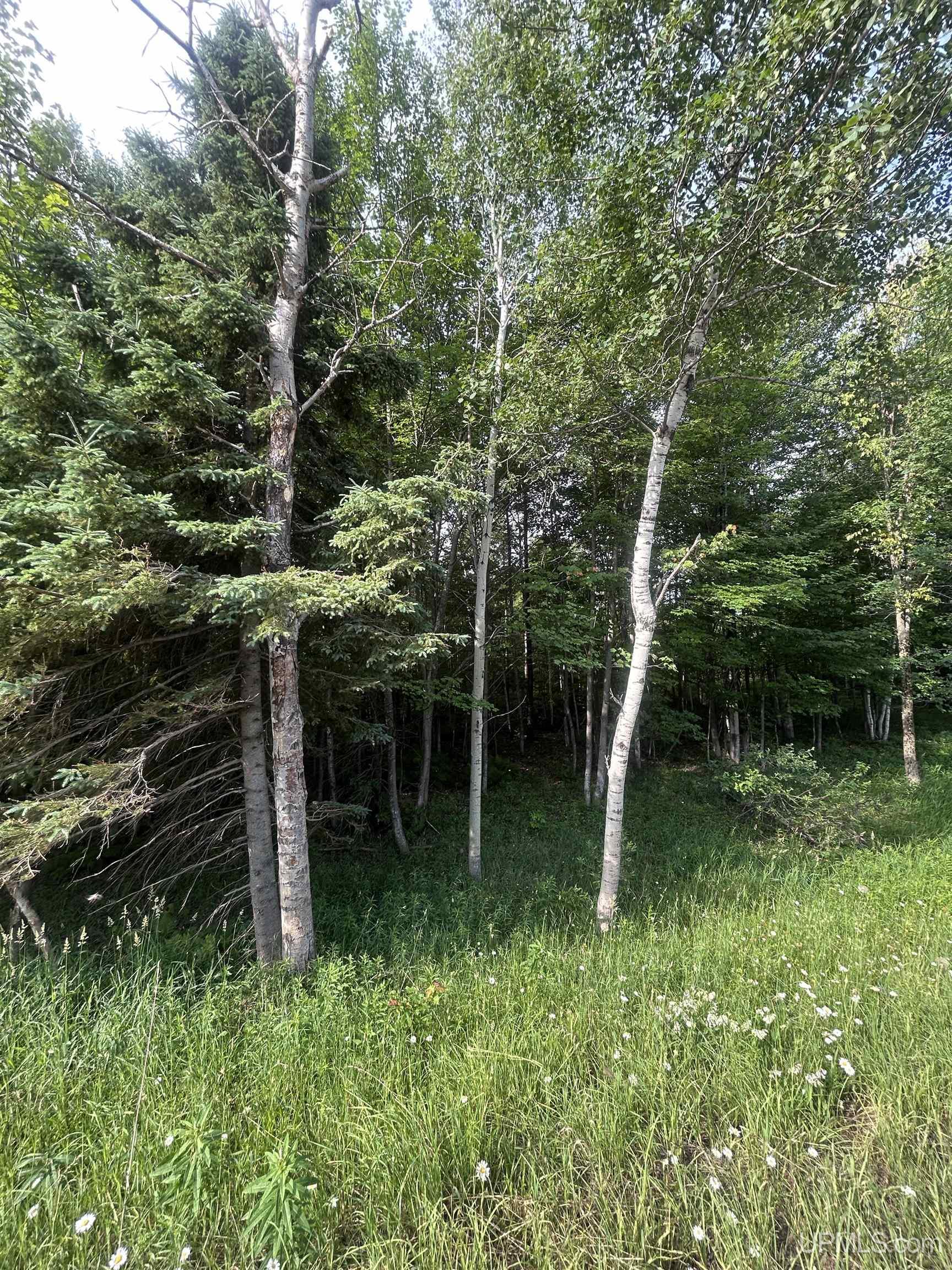 Off Co Rd 480 & Old Co Rd 480 Road Property Photo 5