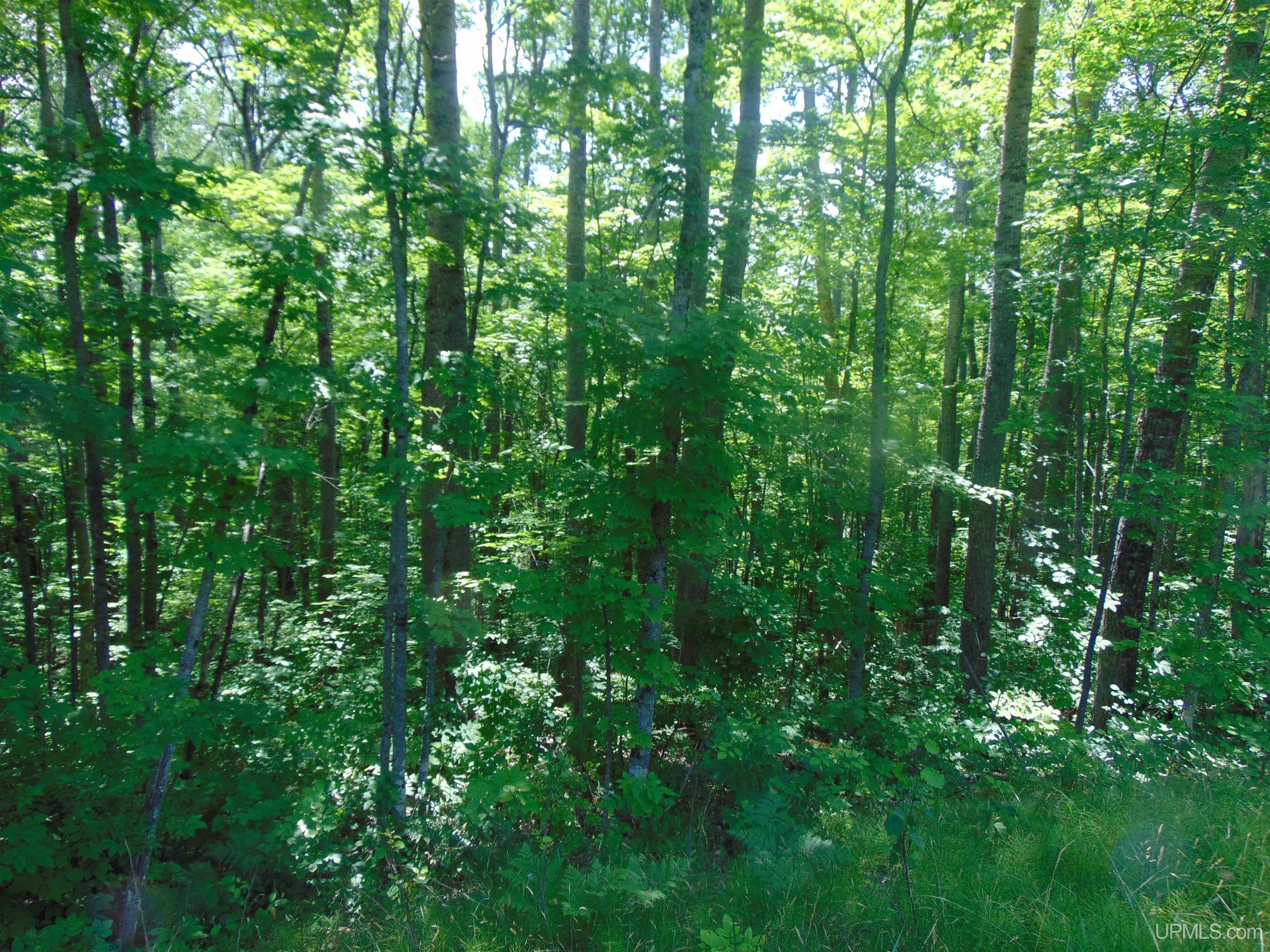 24954 Victoria Dam Road Property Photo 66