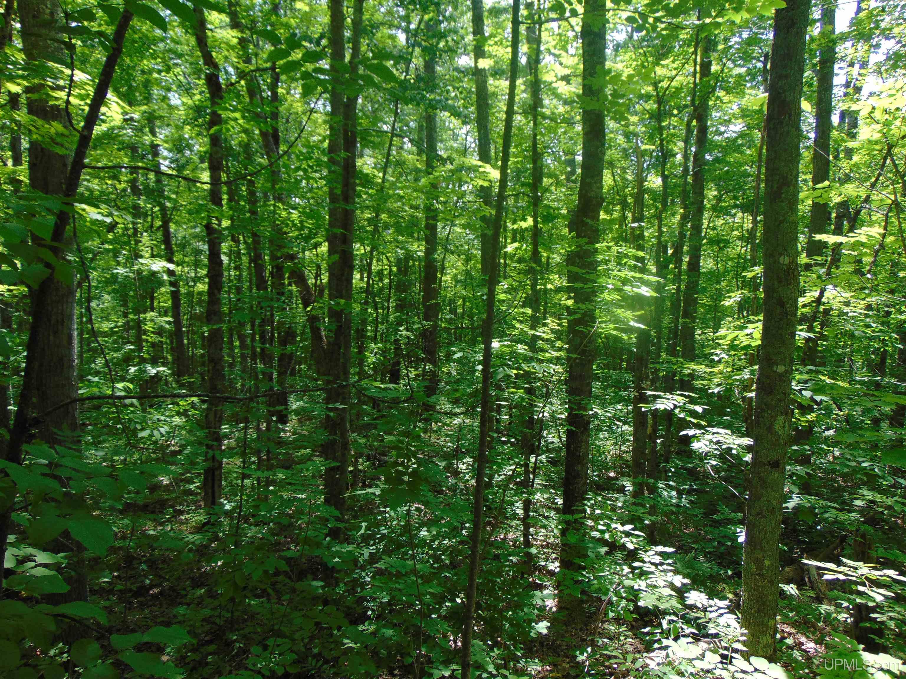 24954 Victoria Dam Road Property Photo 68