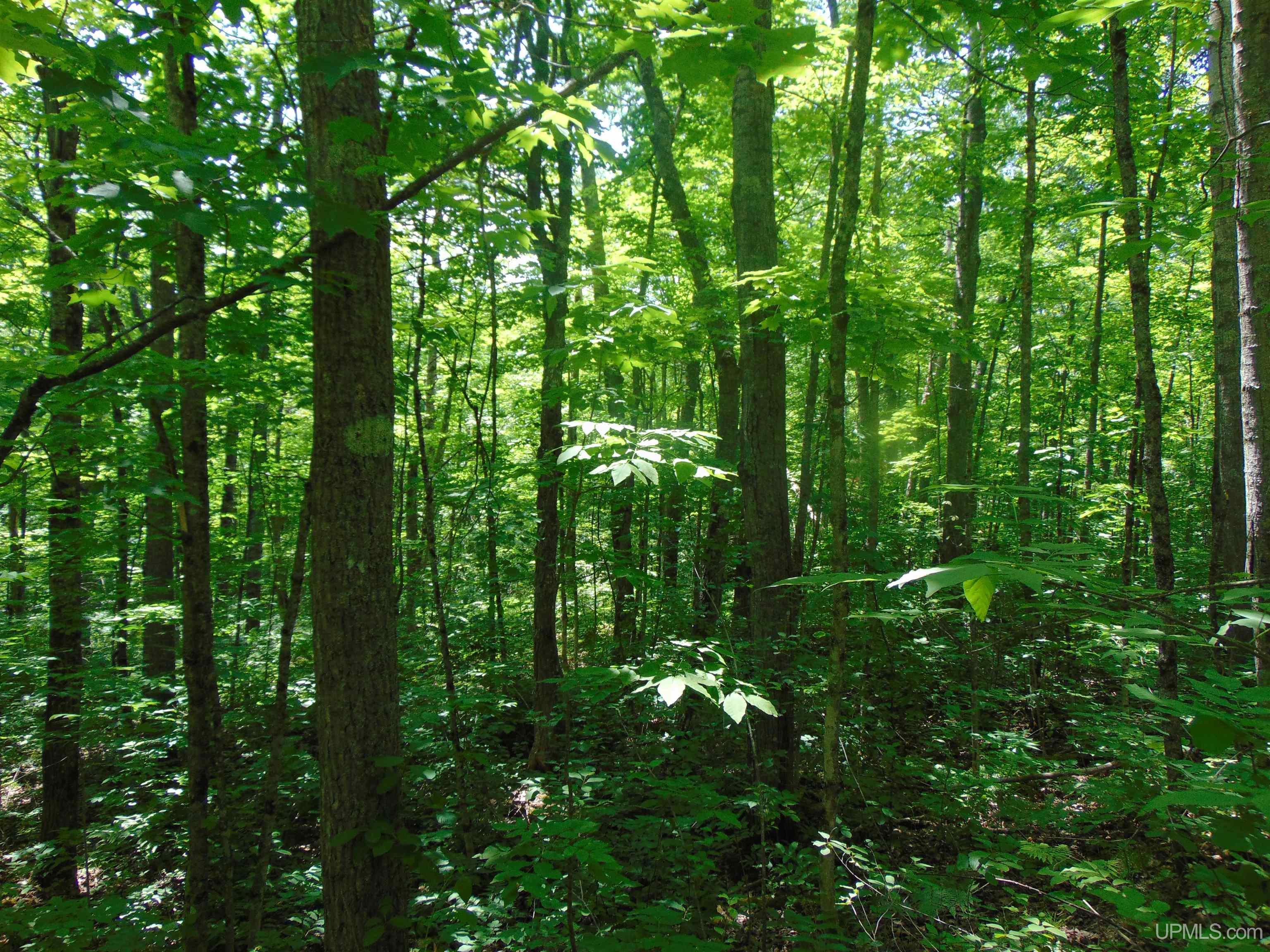 24954 Victoria Dam Road Property Photo 70