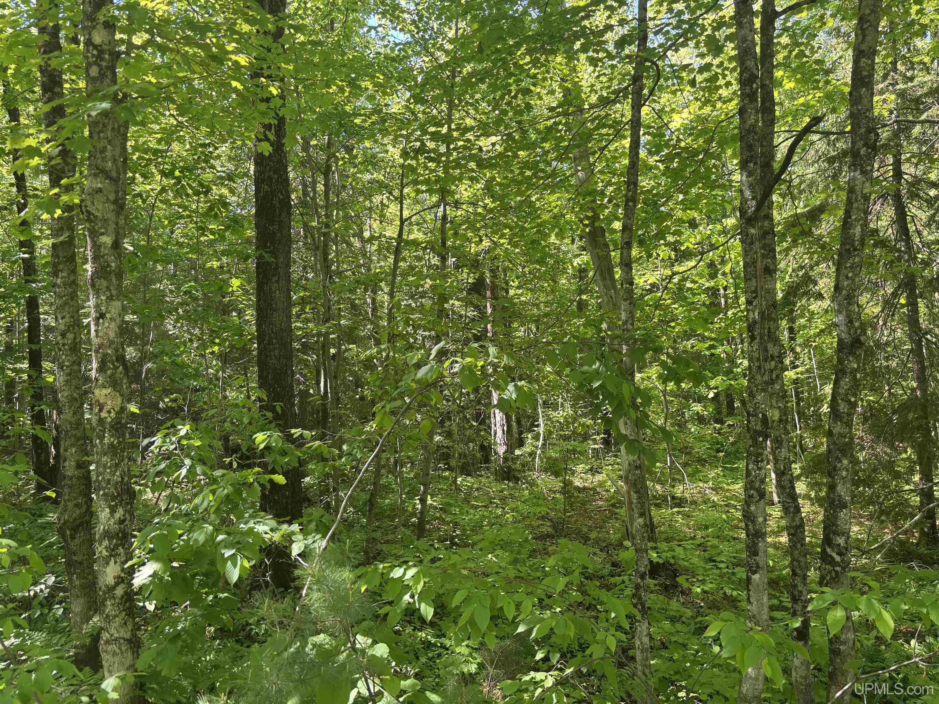 Tbd 1 Forsman Road Property Photo 15