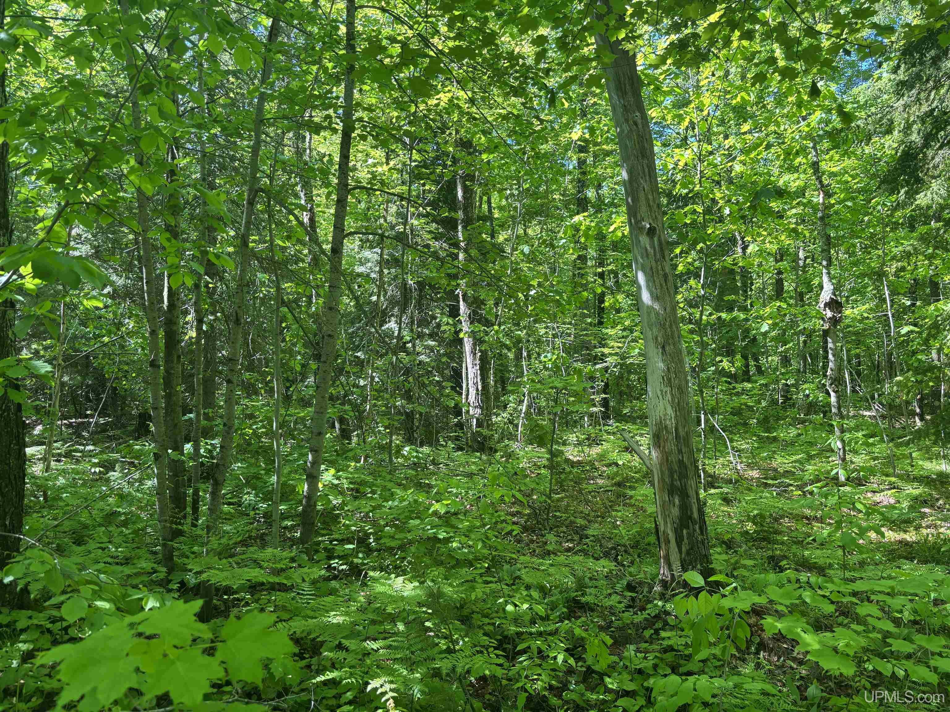 Tbd 1 Forsman Road Property Photo 16