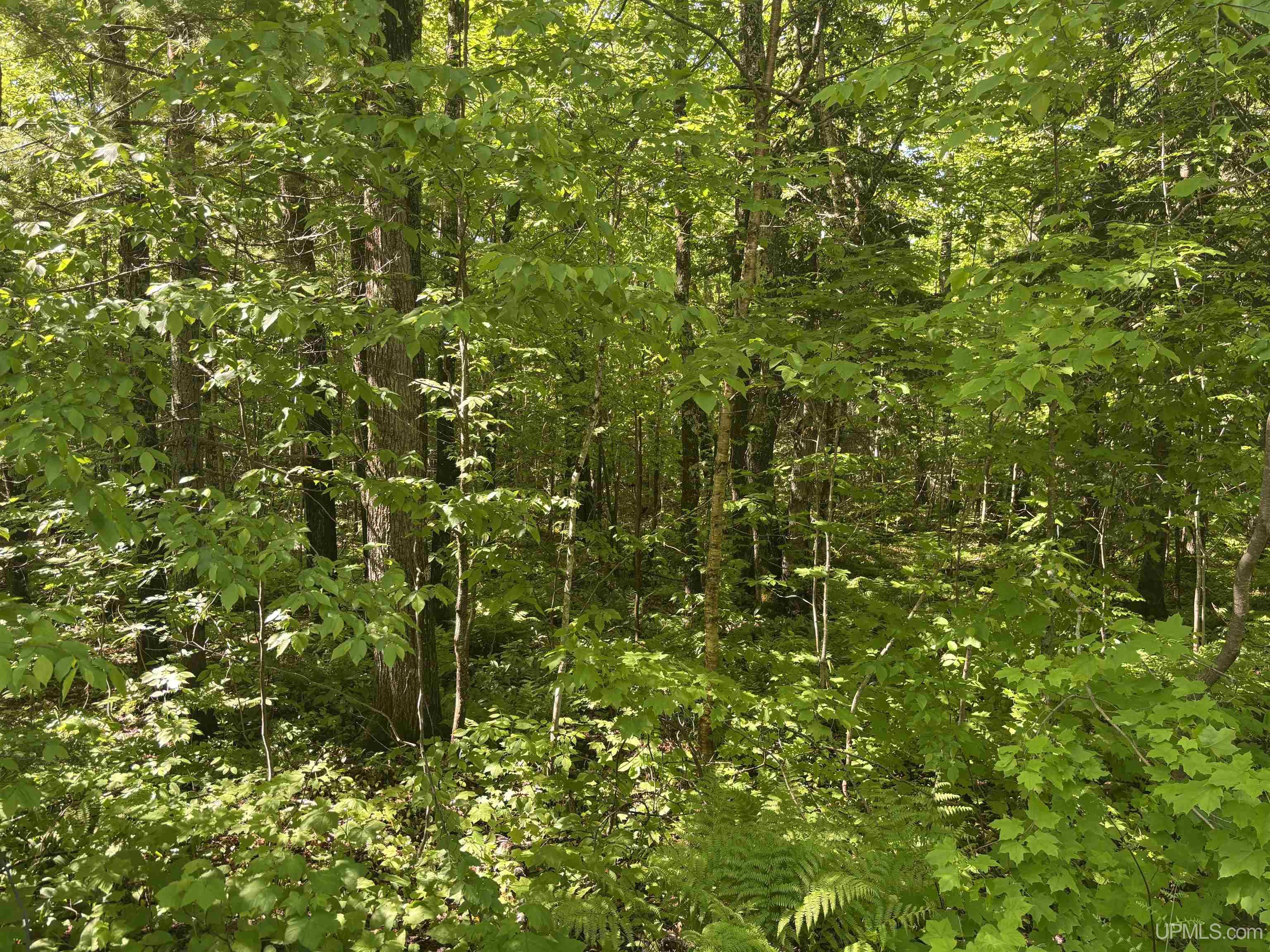 Tbd 1 Forsman Road Property Photo 20