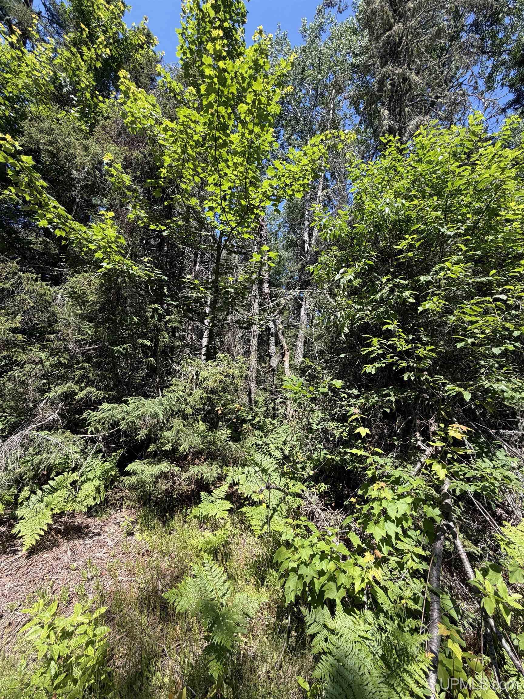 Tbd Red Road Property Photo 2
