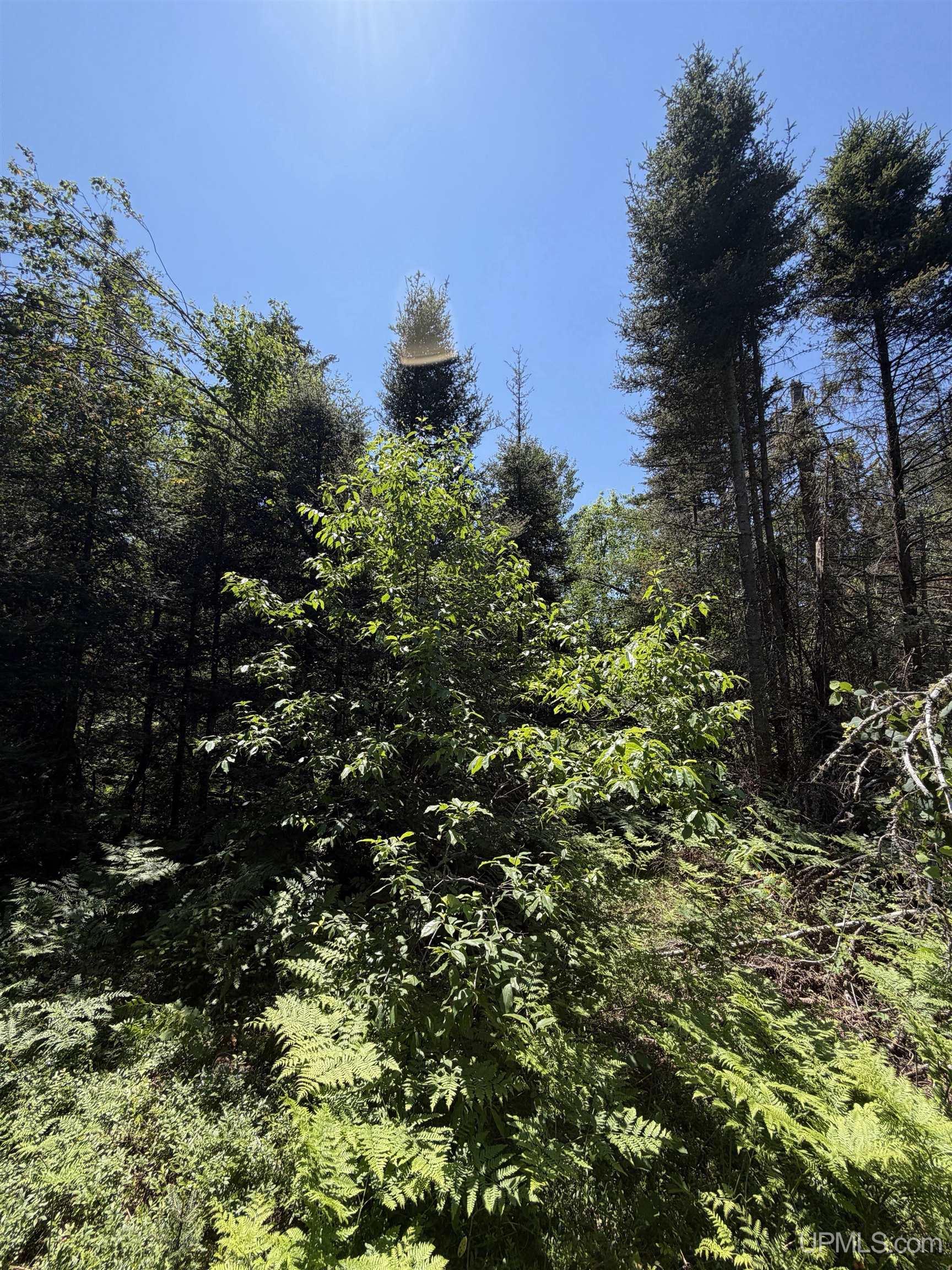 Tbd Red Road Property Photo 3