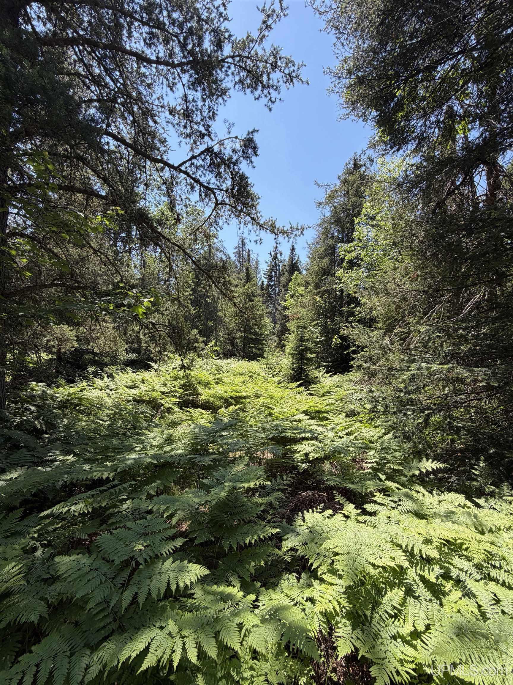 Tbd Red Road Property Photo 5