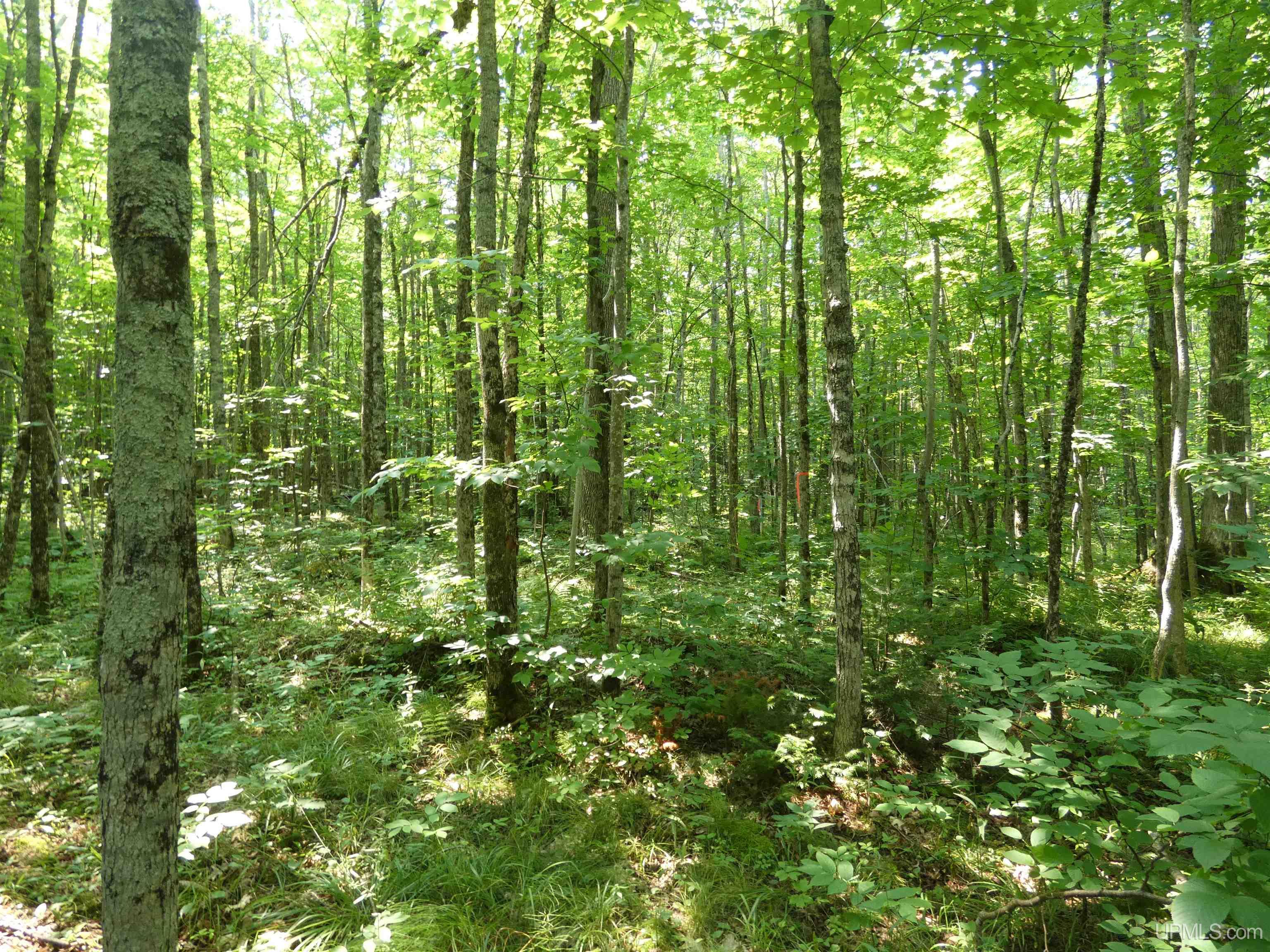 Tbd M-64 Highway Property Photo 5