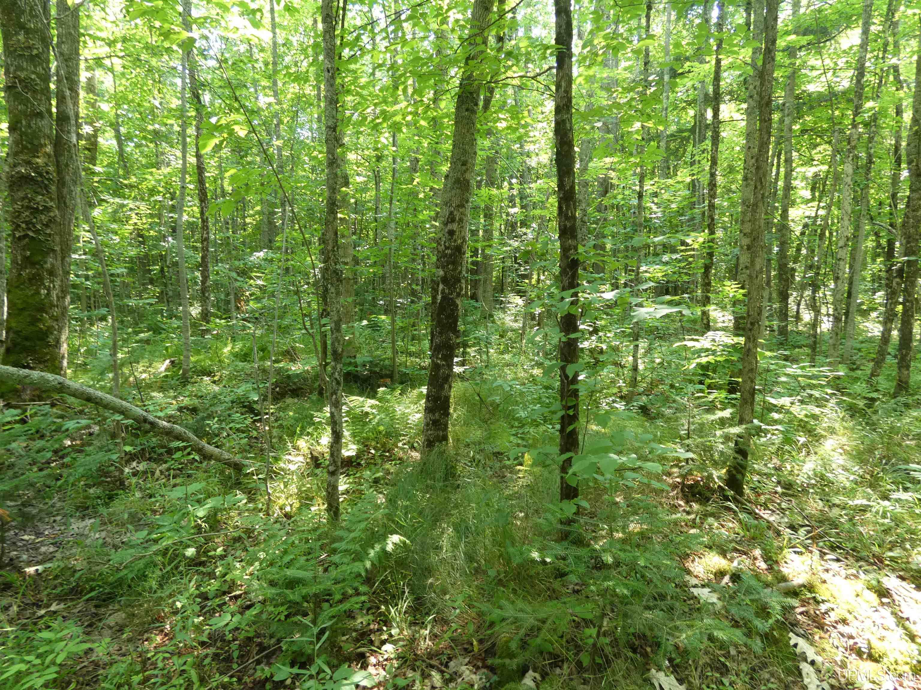 Tbd M-64 Highway Property Photo 6