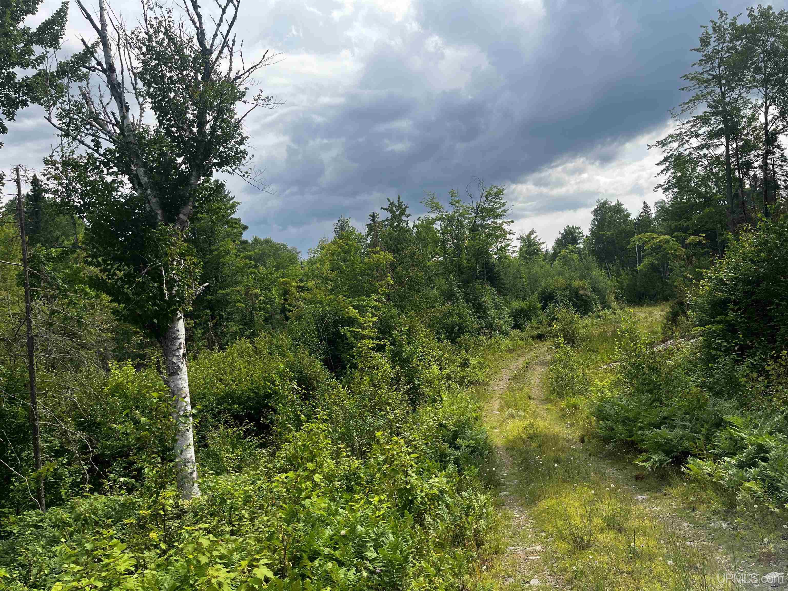 300 Acres Holli Blue Road Property Photo 10