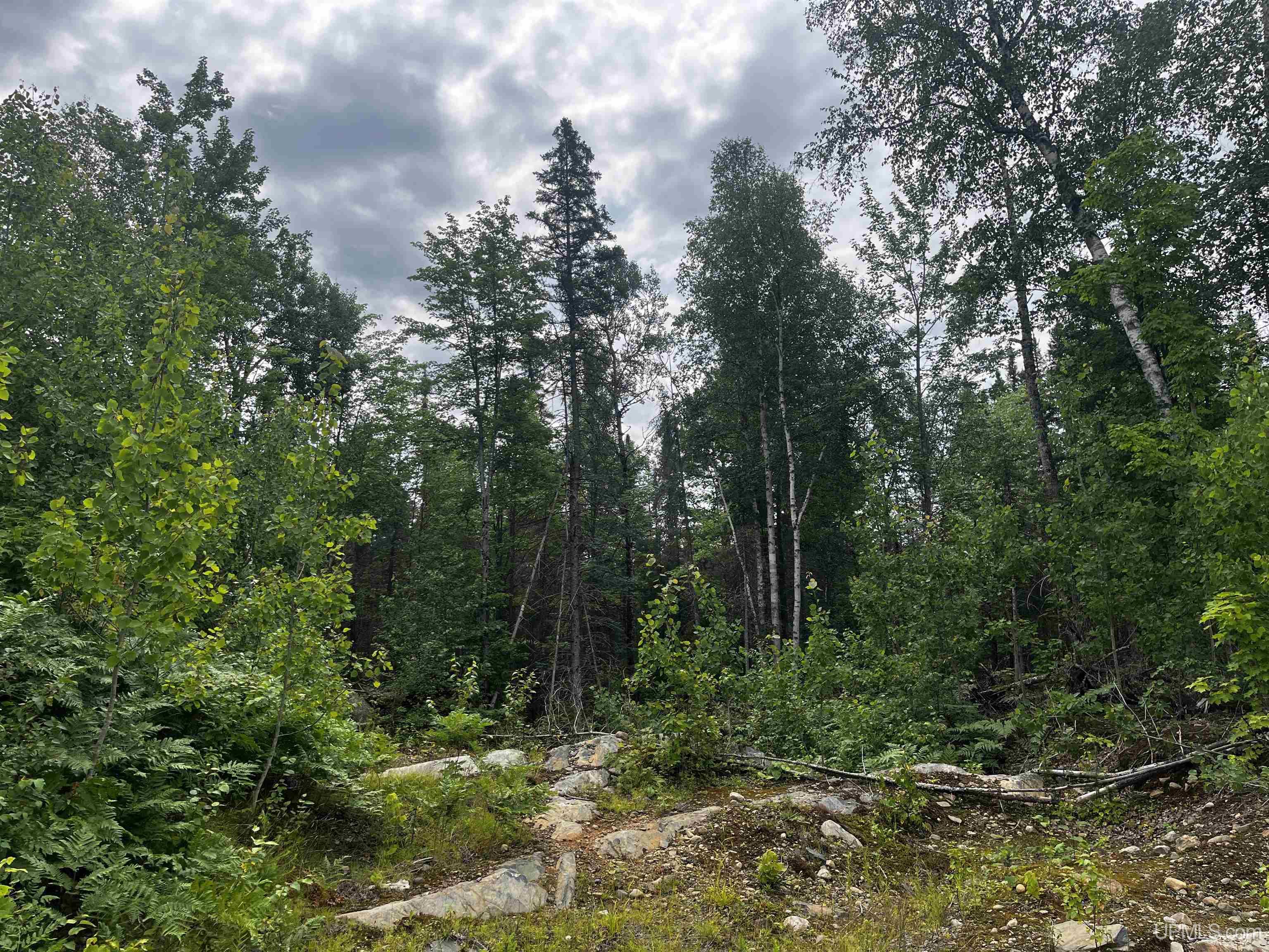300 Acres Holli Blue Road Property Photo 12