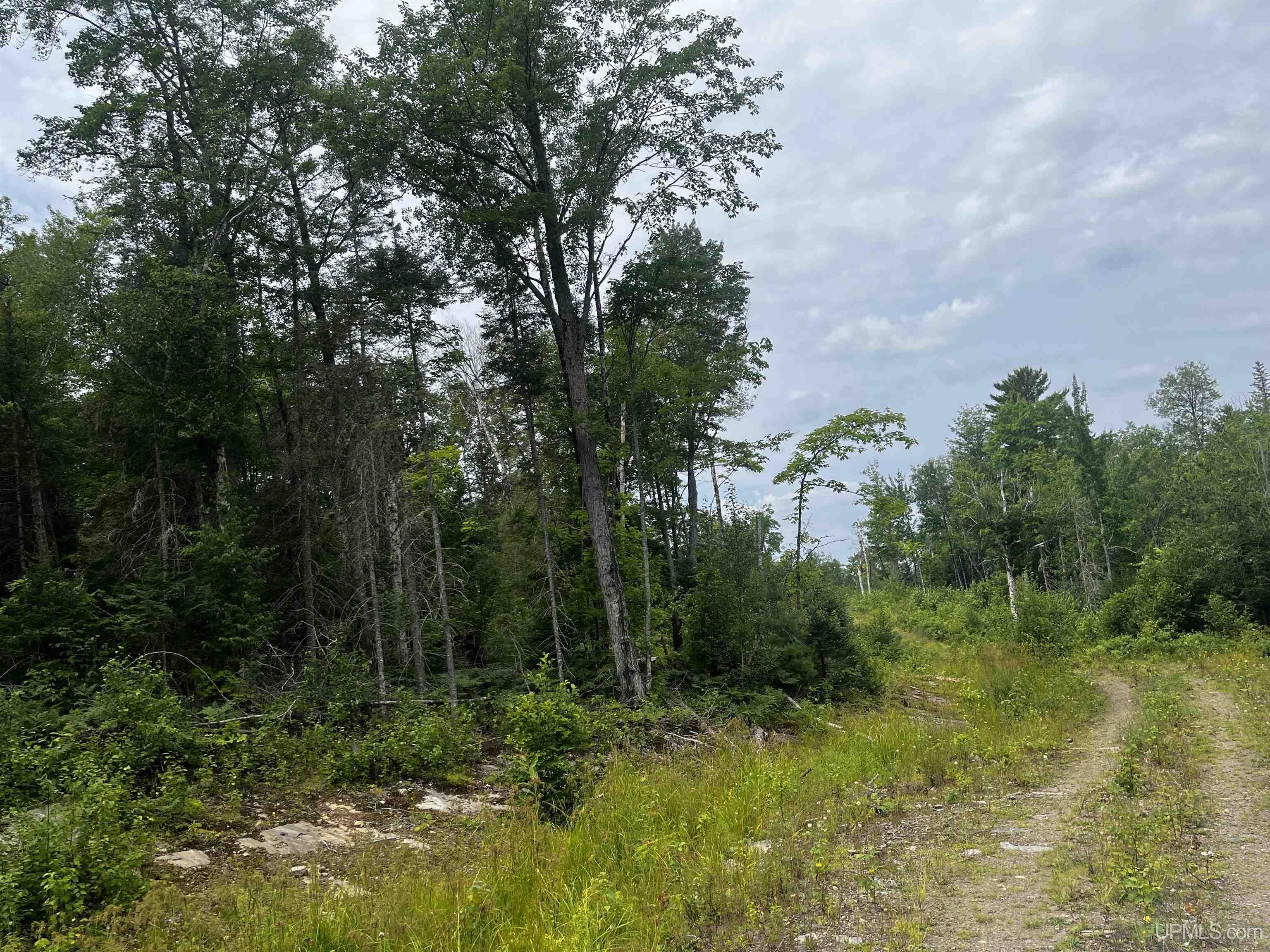 300 Acres Holli Blue Road Property Photo 13