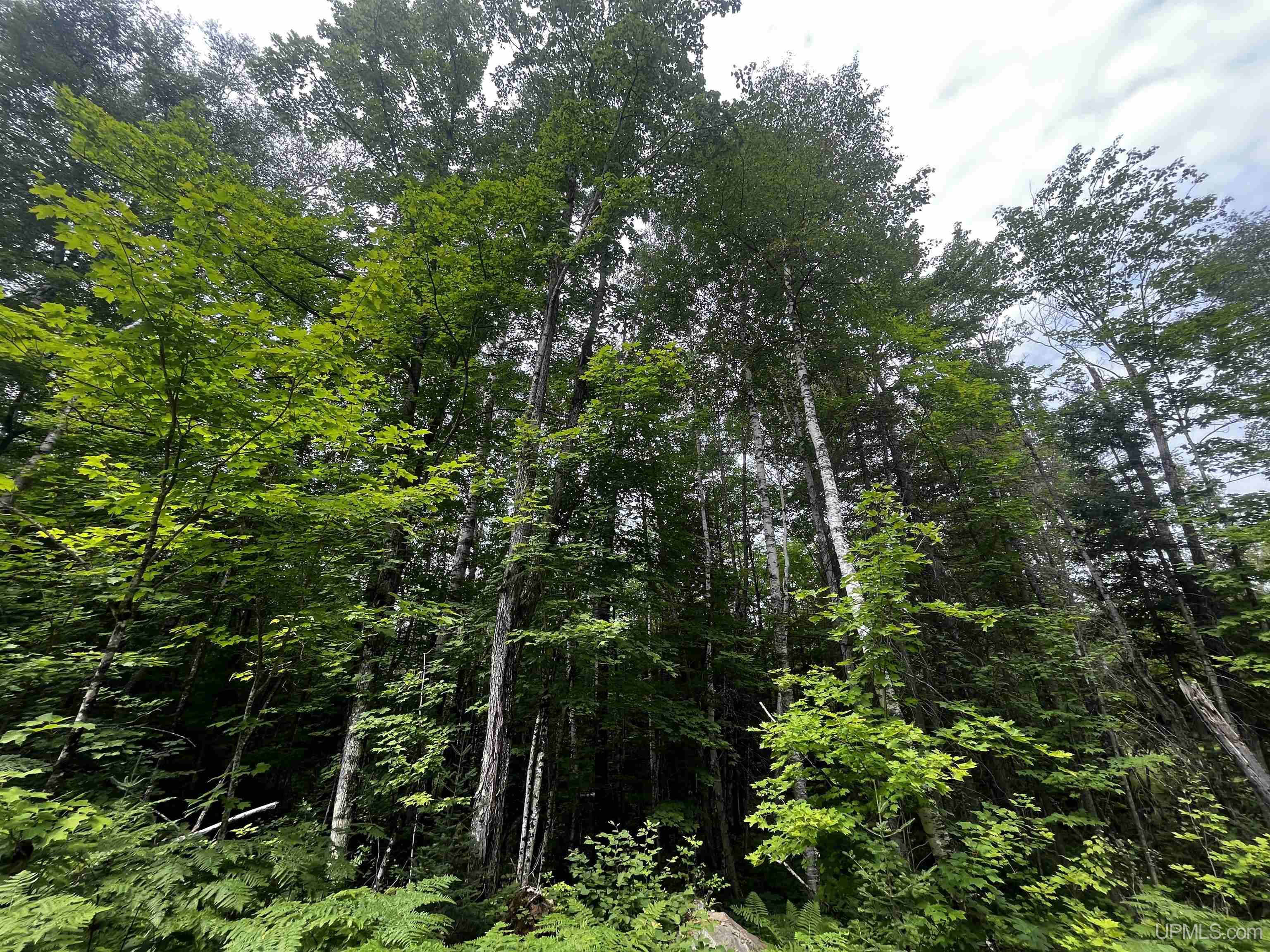 300 Acres Holli Blue Road Property Photo 15