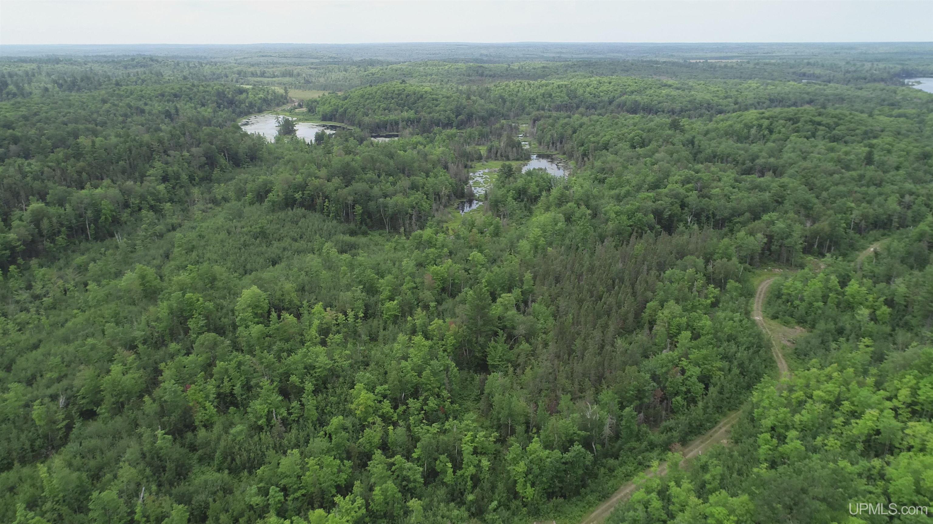 300 Acres Holli Blue Road Property Photo 17