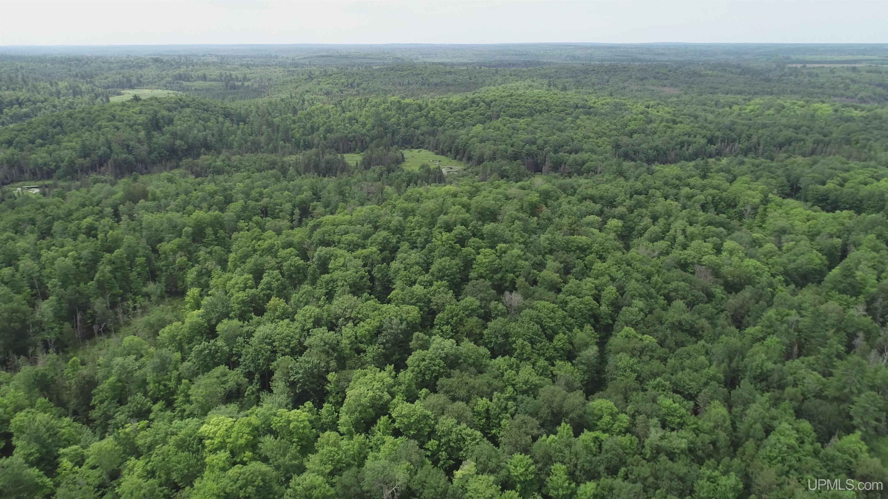 300 Acres Holli Blue Road Property Photo 19