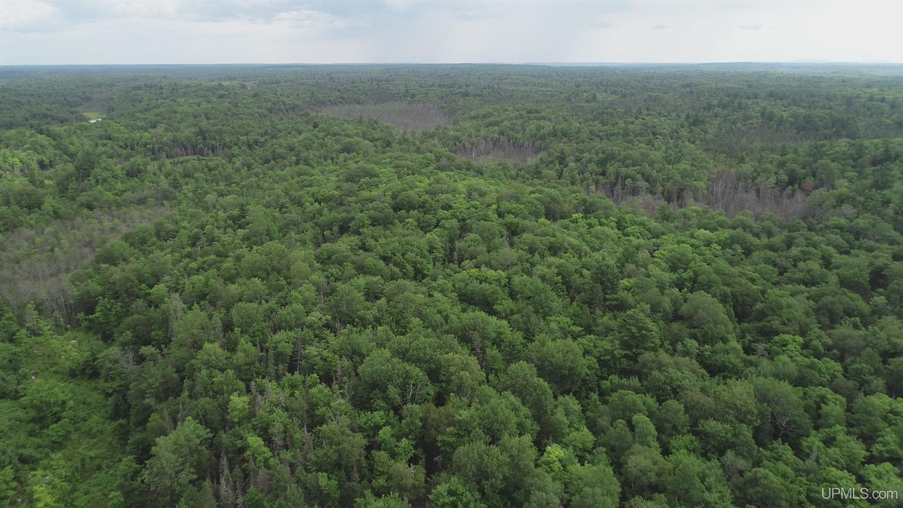 300 Acres Holli Blue Road Property Photo 21