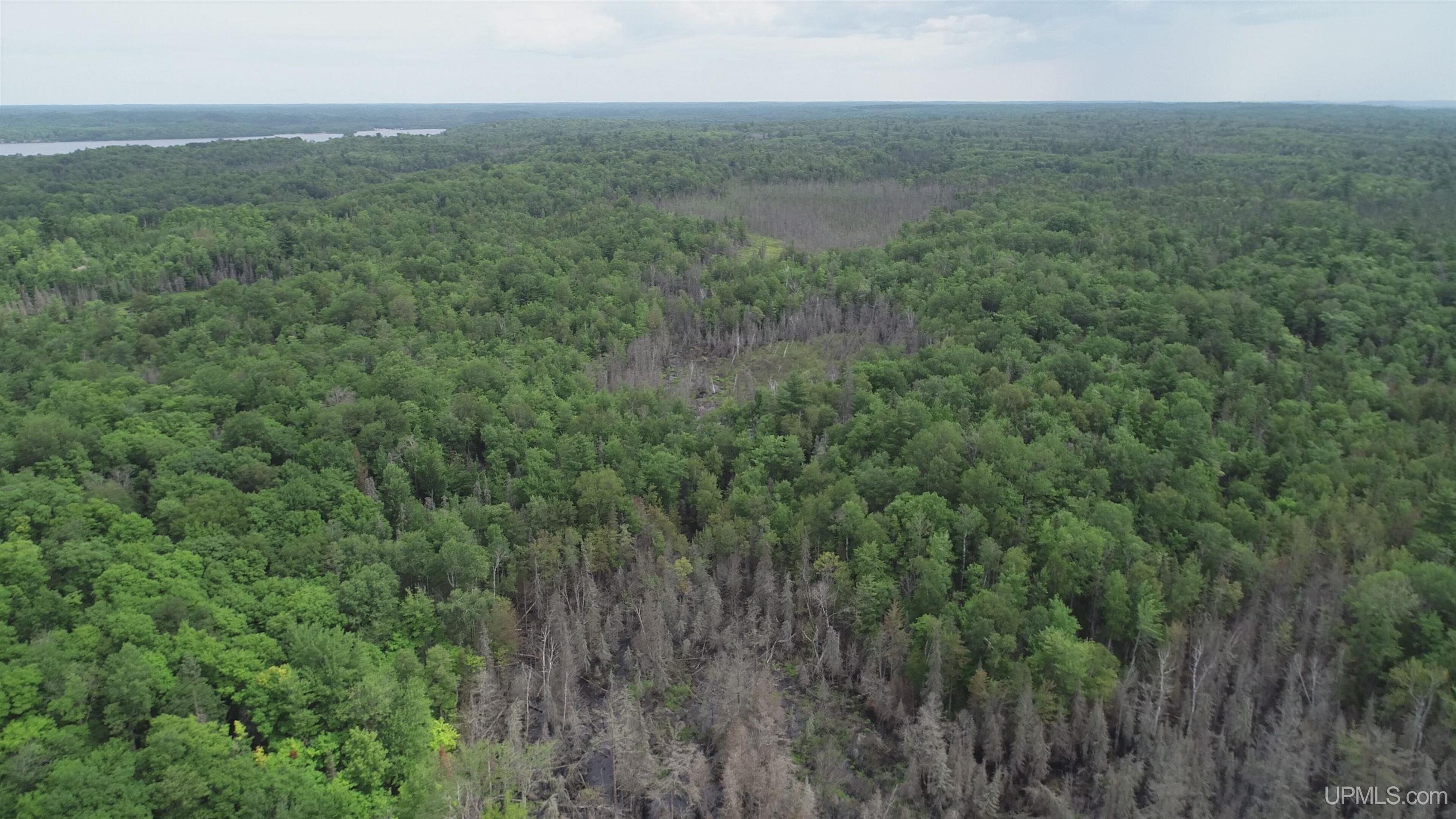 300 Acres Holli Blue Road Property Photo 22