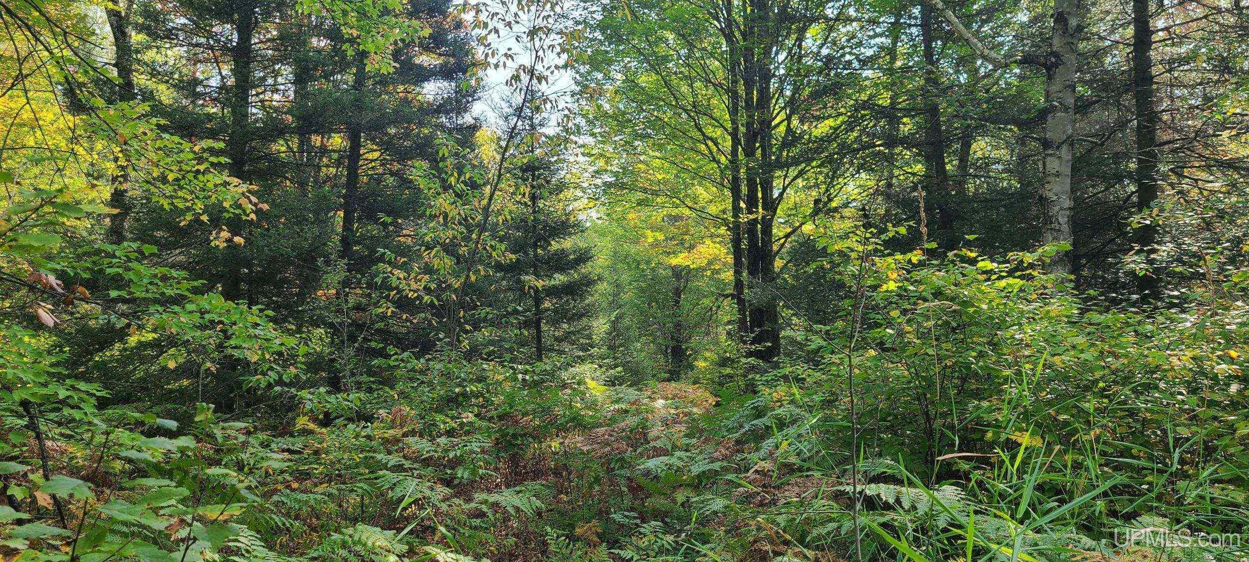 Tbd Parks Farm Road Property Photo 10