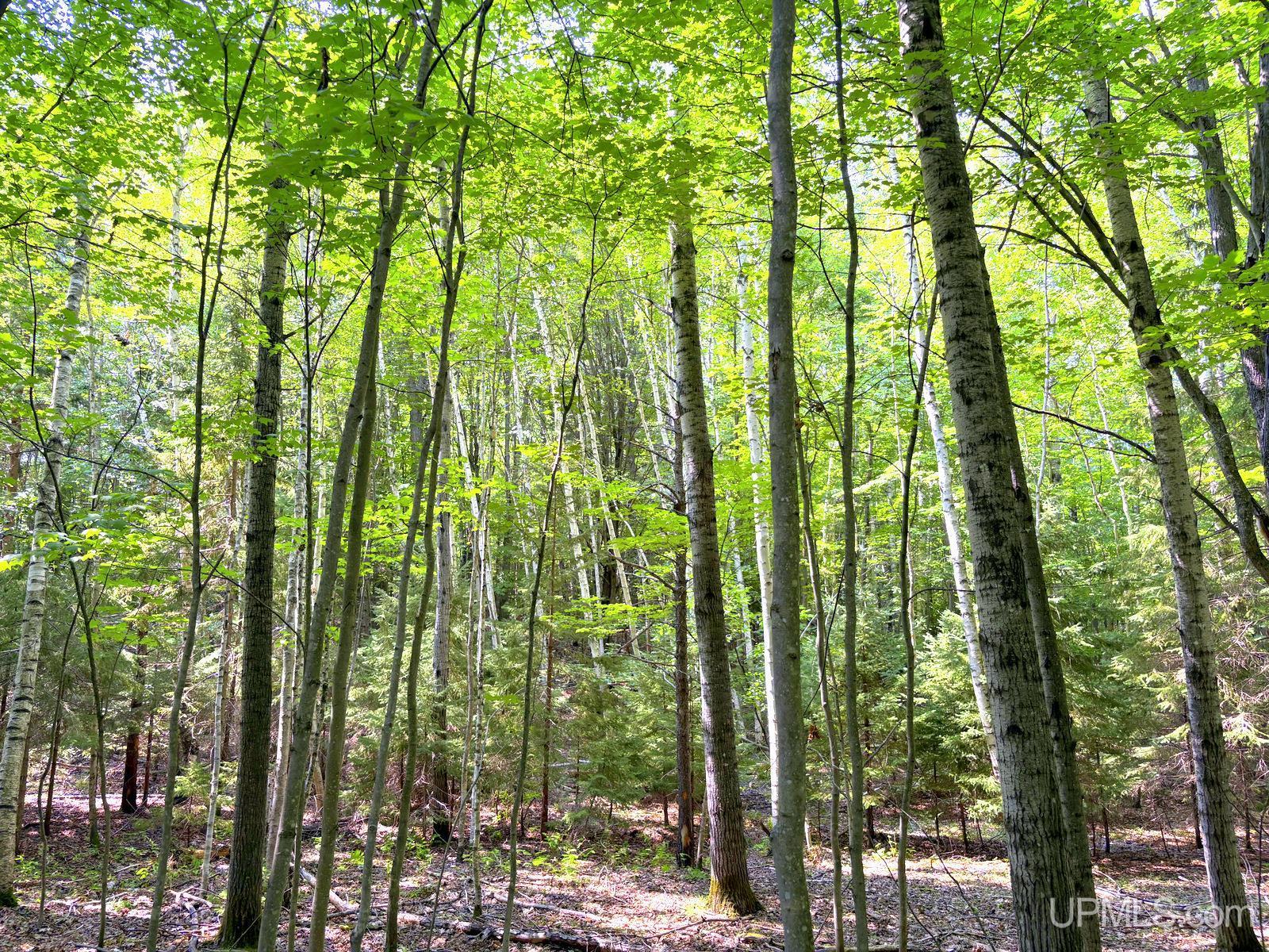Tbd Parcel A S Tracie Lane Property Photo 12