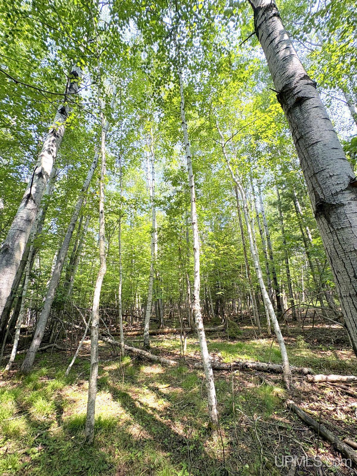 Tbd Parcel A S Tracie Lane Property Photo 18