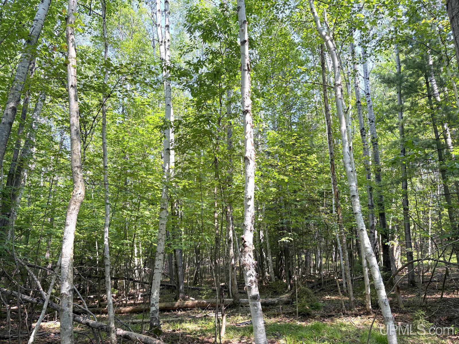 Tbd Parcel A S Tracie Lane Property Photo 20