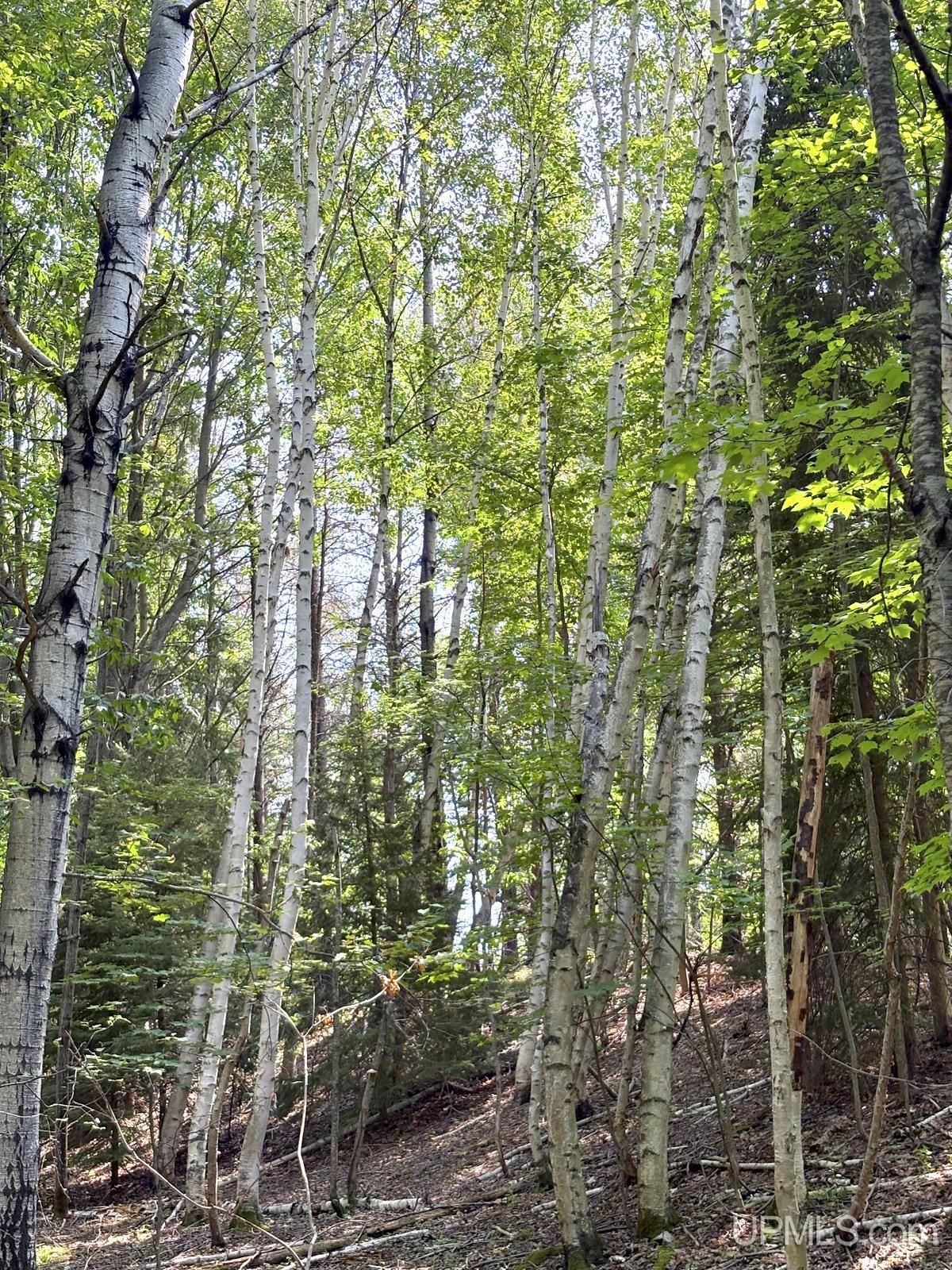 Tbd Parcel A S Tracie Lane Property Photo 24