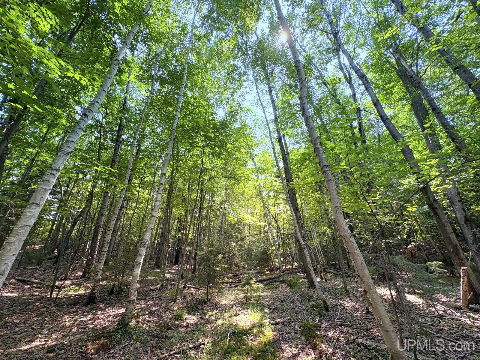 Tbd Parcel A S Tracie Lane Property Photo 25