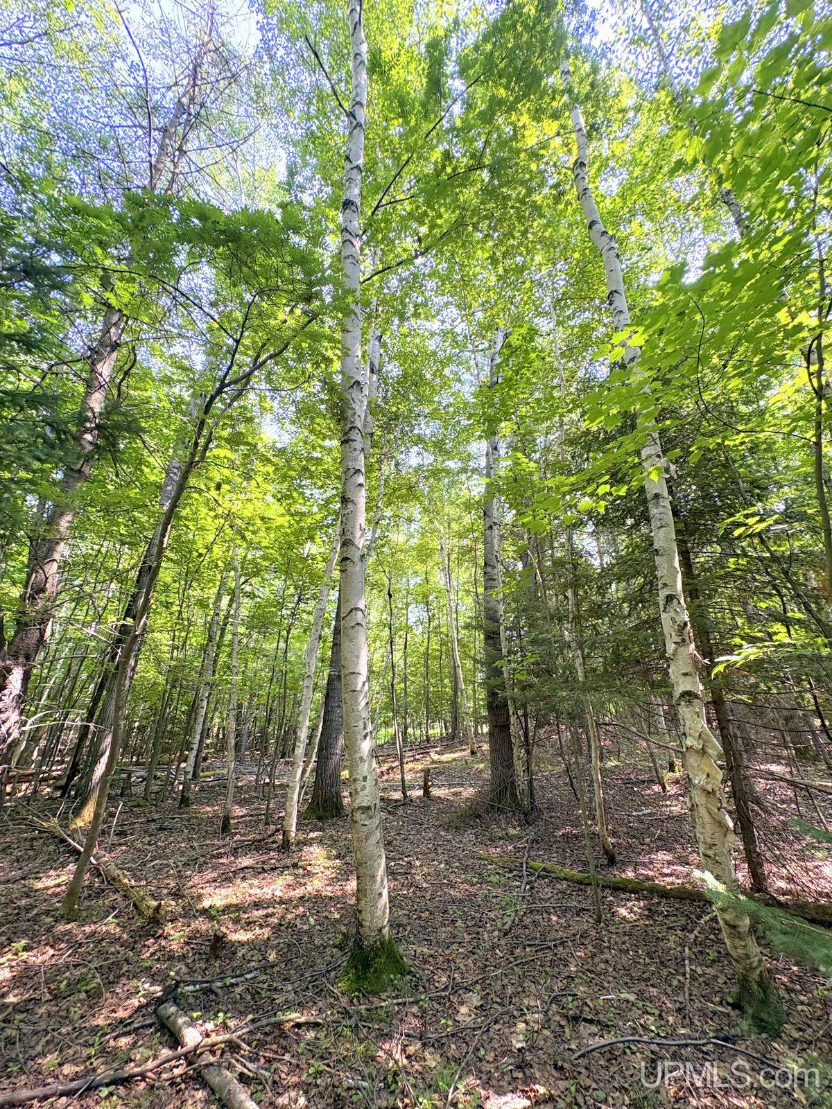 Tbd Parcel A S Tracie Lane Property Photo 33