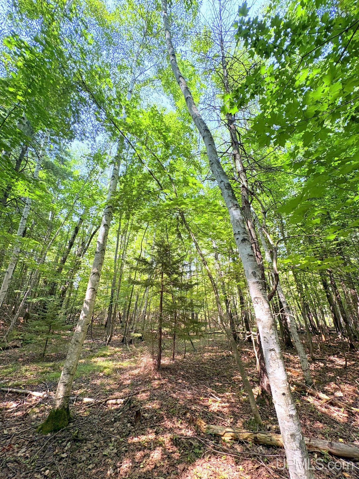 Tbd Parcel A S Tracie Lane Property Photo 37
