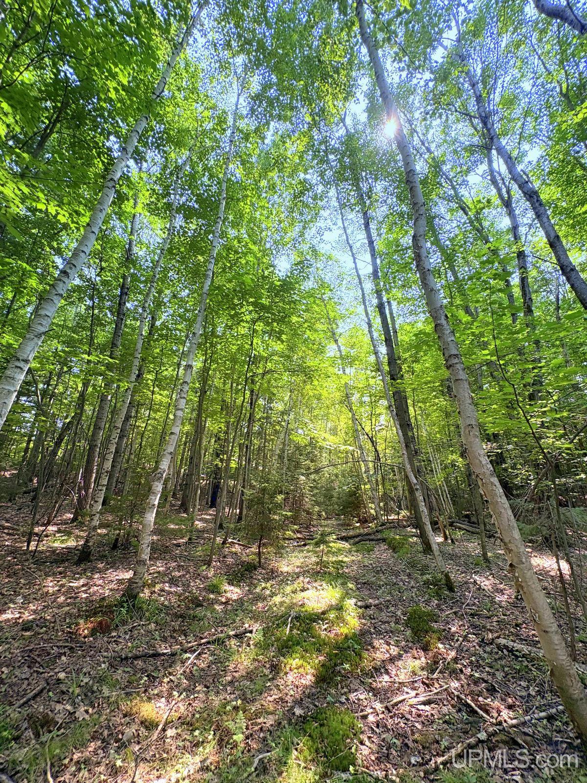 Tbd Parcel A S Tracie Lane Property Photo 39