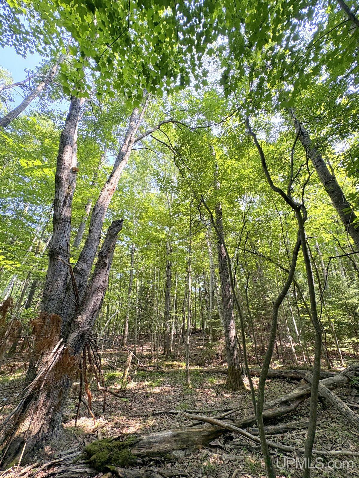 Tbd Parcel A S Tracie Lane Property Photo 40