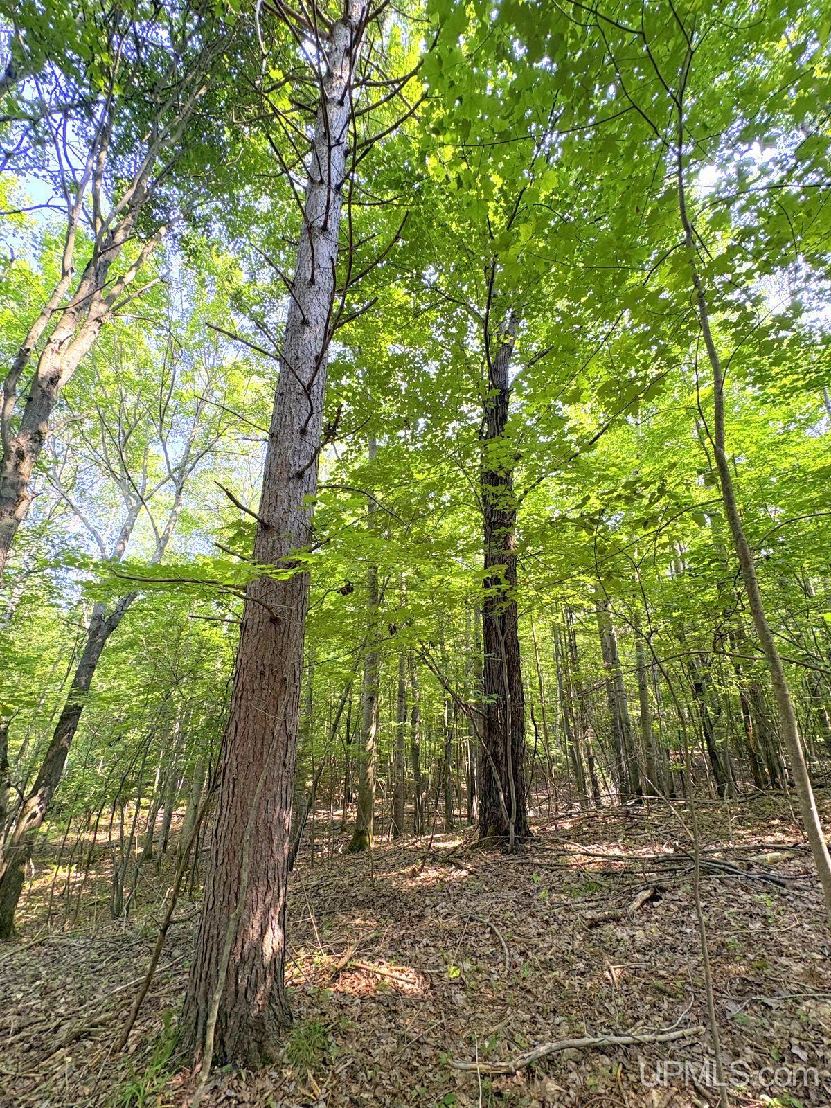 Tbd Parcel A S Tracie Lane Property Photo 43