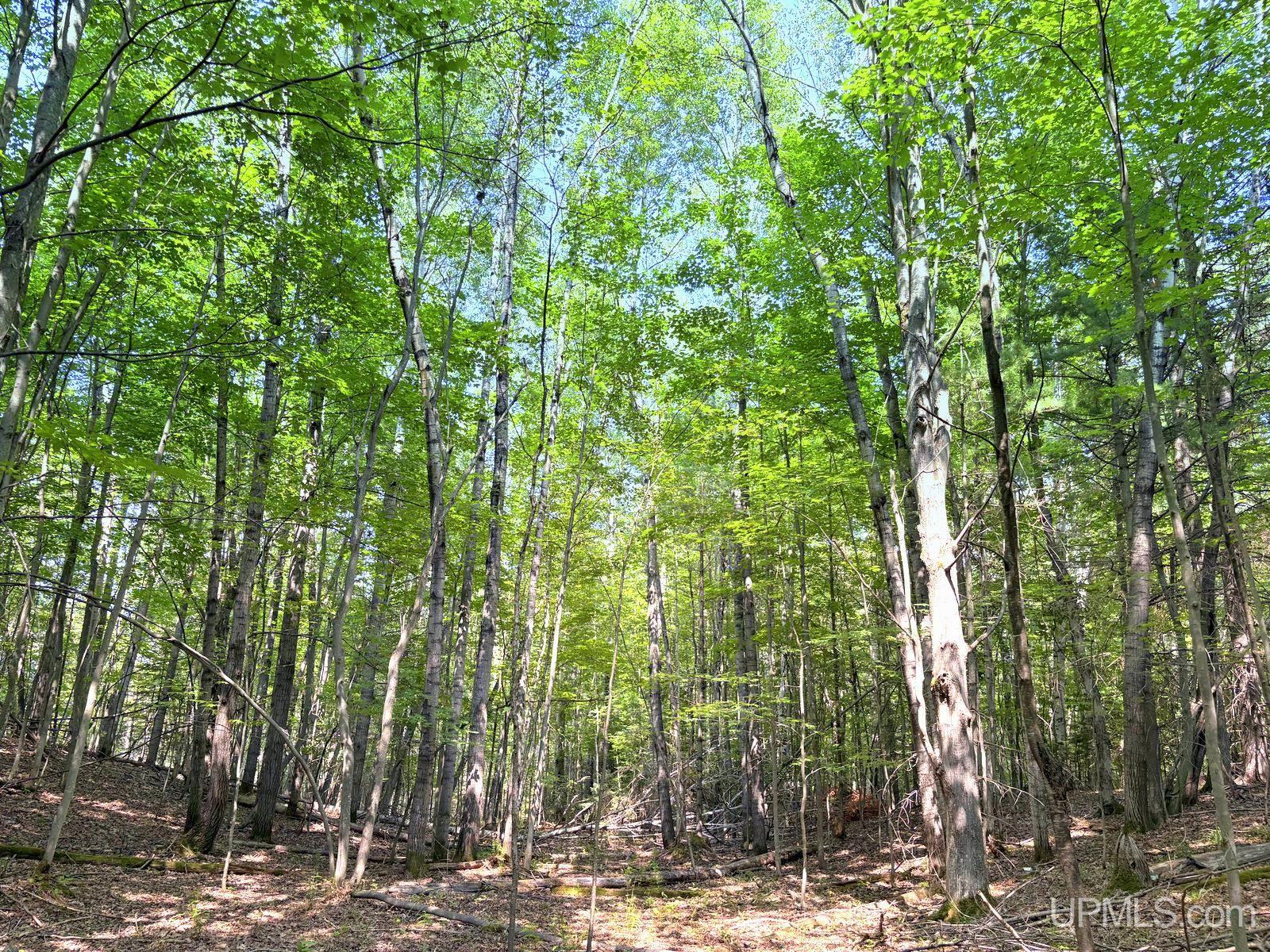 Tbd Parcel A S Tracie Lane Property Photo 54