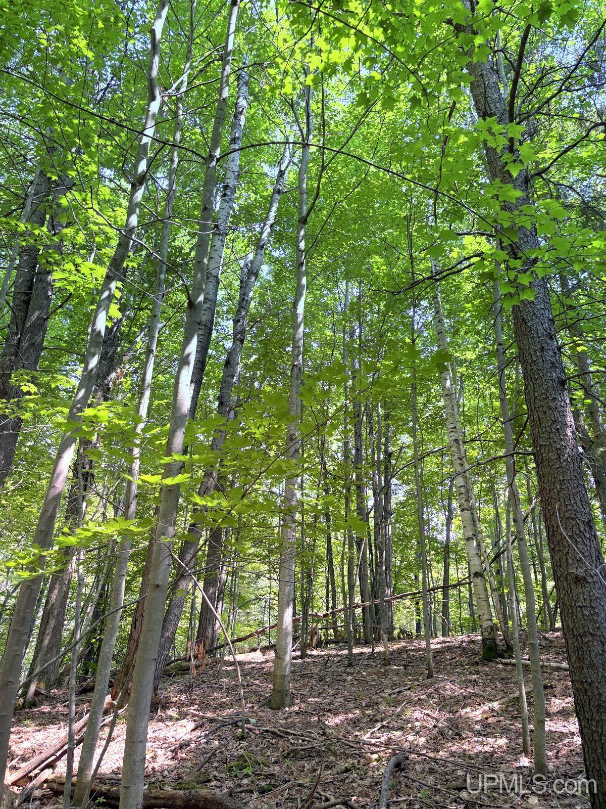 Tbd Parcel A S Tracie Lane Property Photo 55