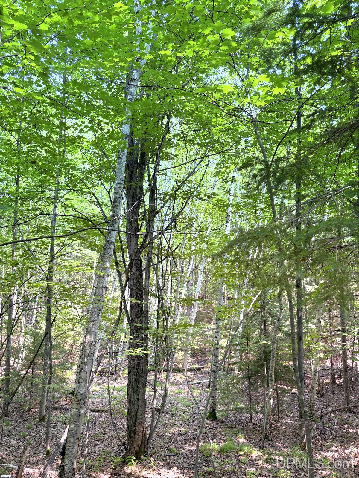 Tbd Parcel A S Tracie Lane Property Photo 56