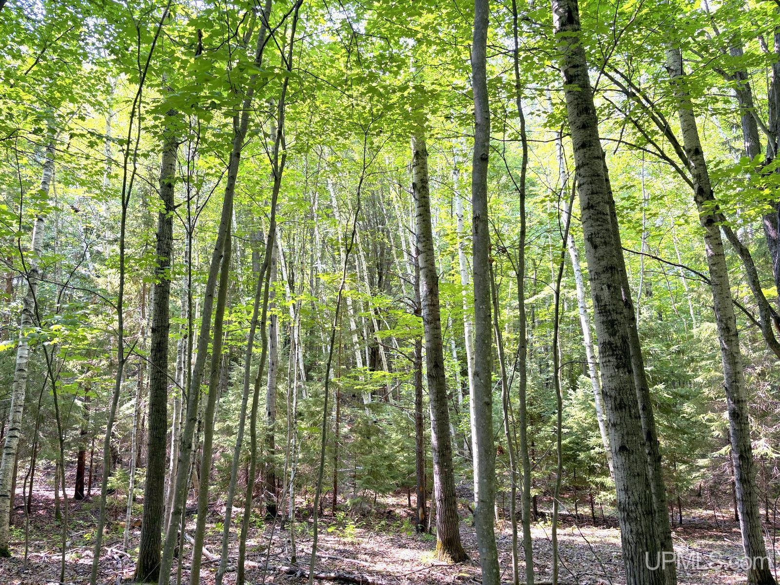 Tbd Parcel A S Tracie Lane Property Photo 62