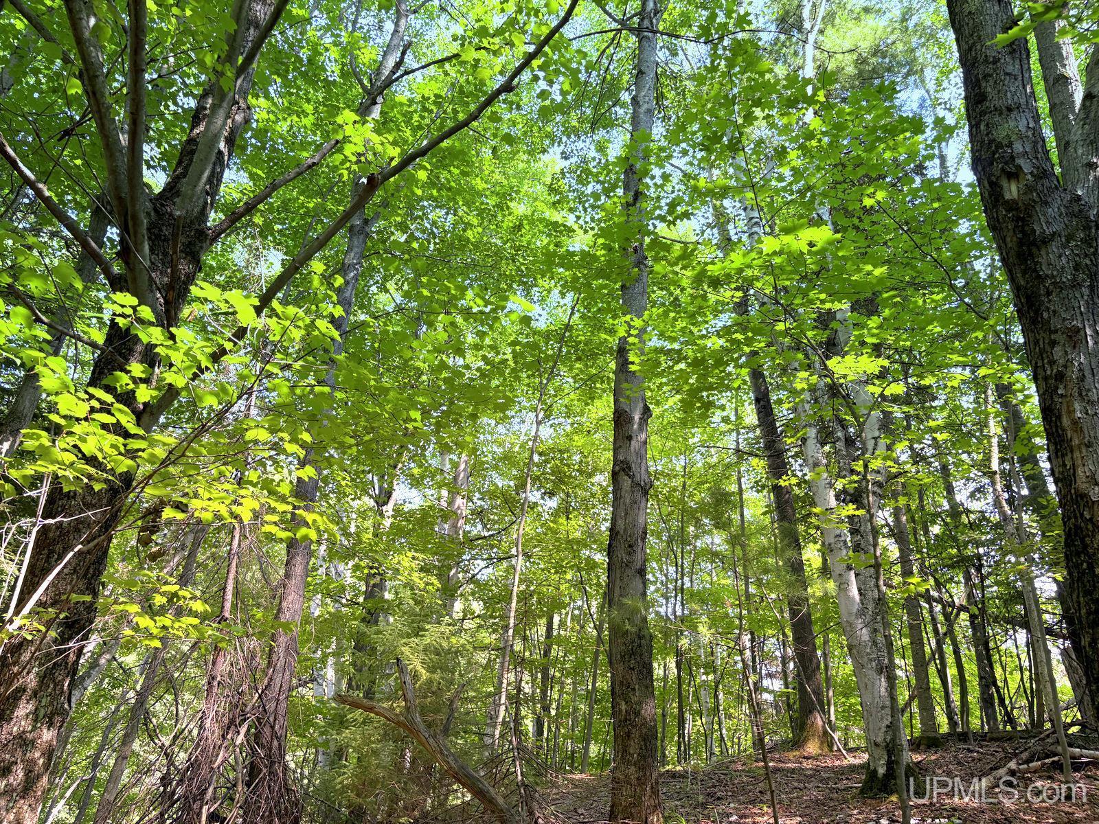 Tbd Parcel A S Tracie Lane Property Photo 64