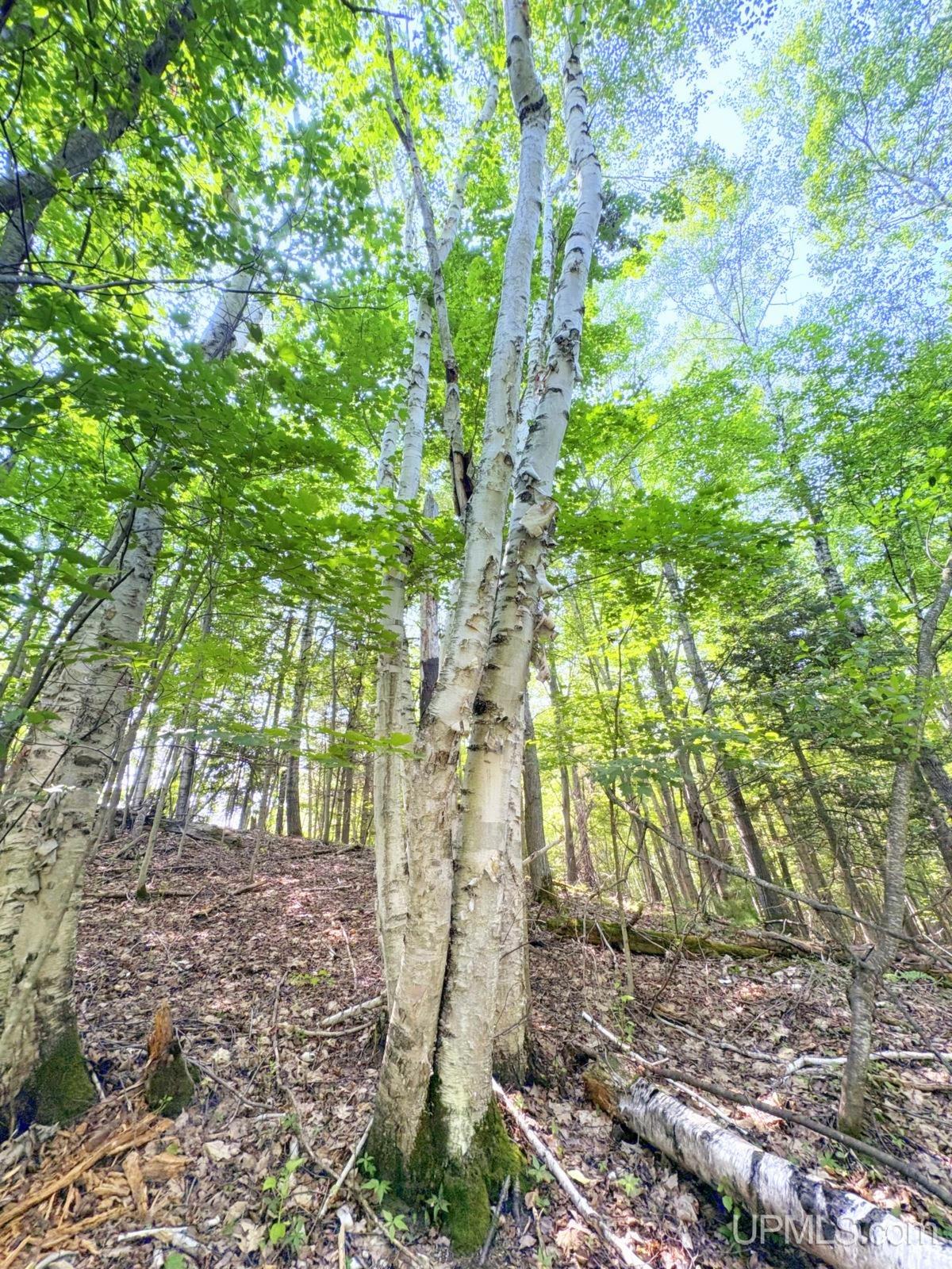 Tbd Parcel A S Tracie Lane Property Photo 66