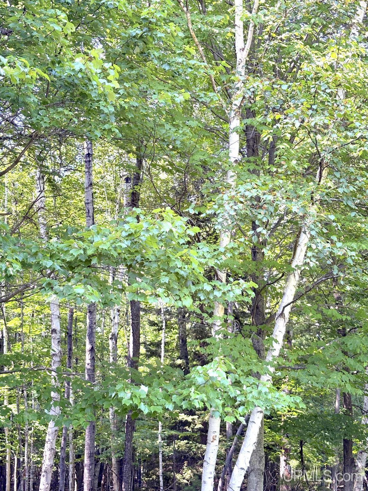 Tbd Parcel A S Tracie Lane Property Photo 68