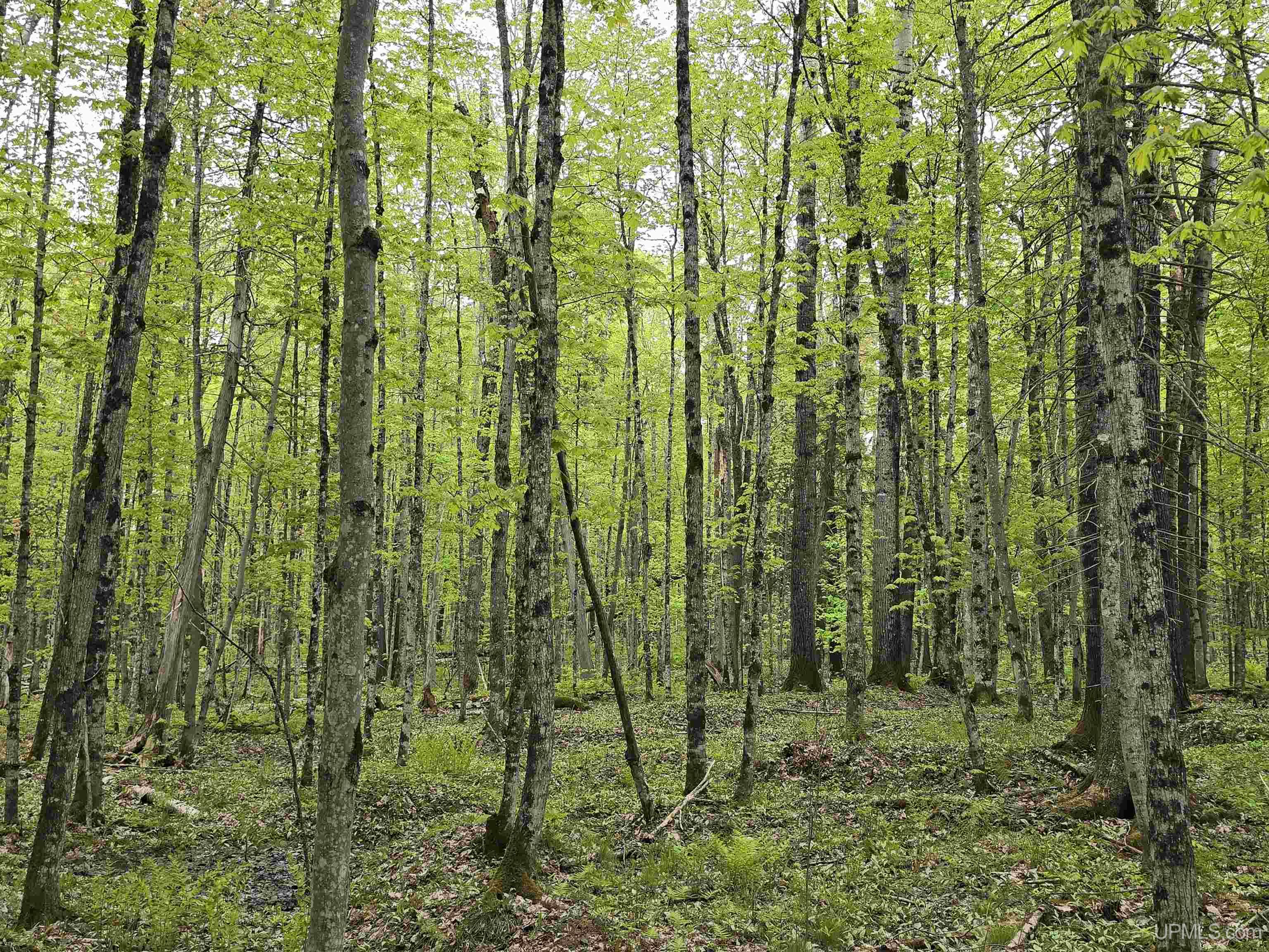 Tbd Lot 37 Yellow Road Property Photo 5