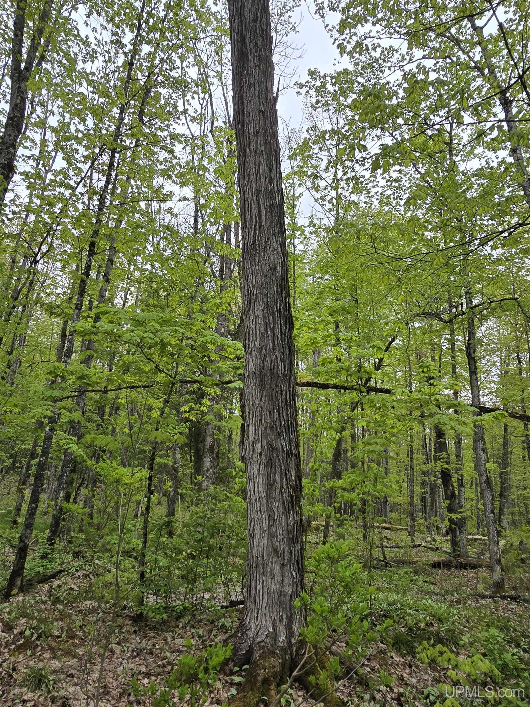 Tbd Lot 37 Yellow Road Property Photo 6