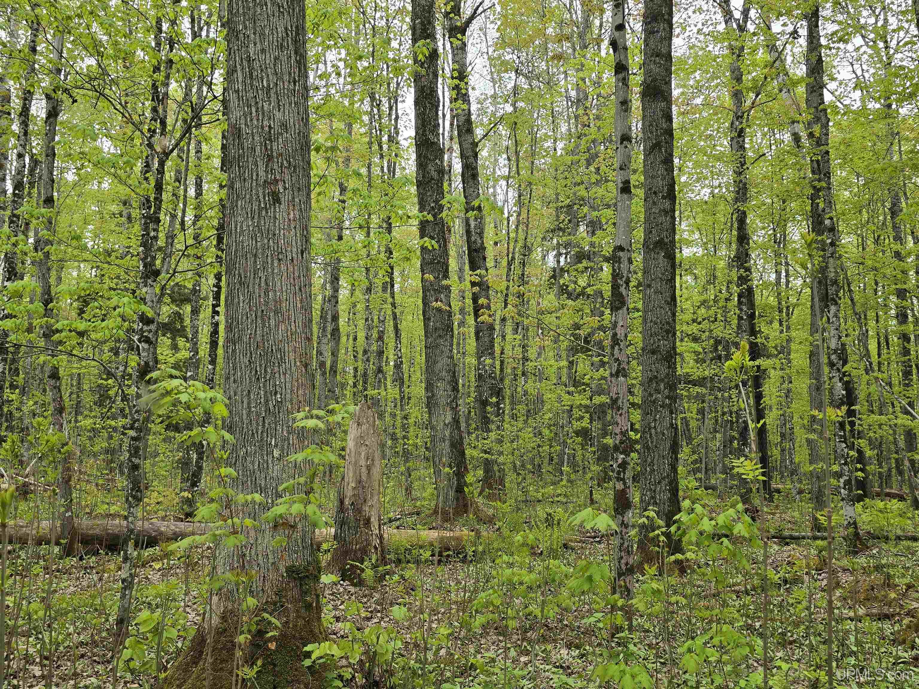 Tbd Lot 37 Yellow Road Property Photo 7
