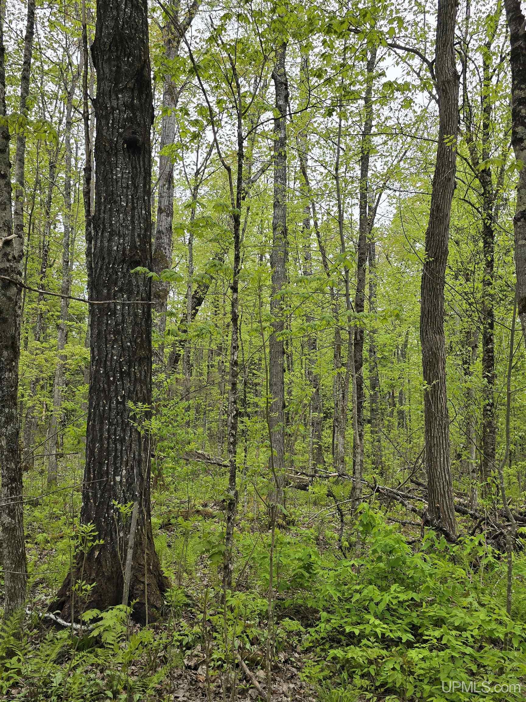 Tbd Lot 37 Yellow Road Property Photo 8
