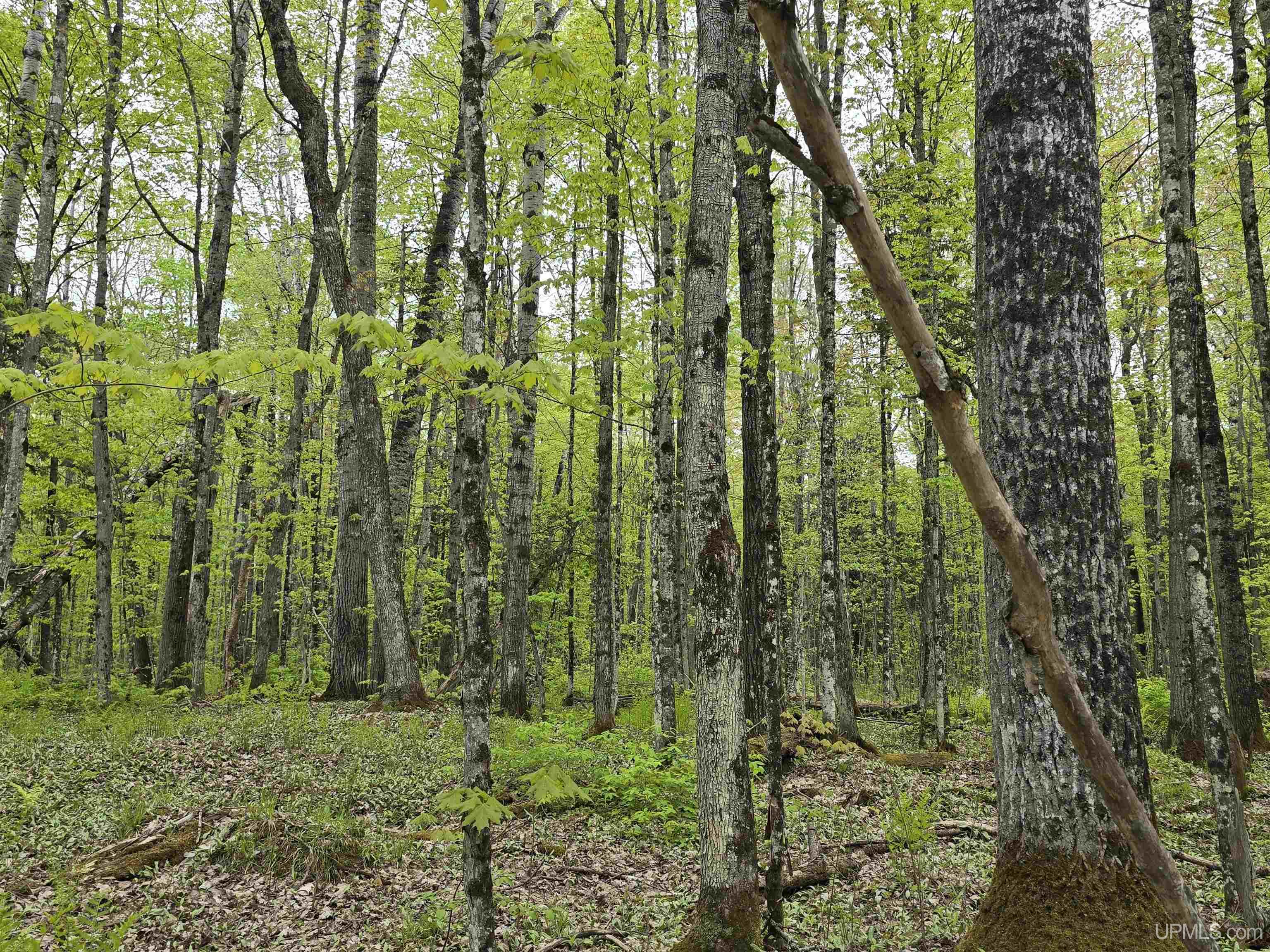 Tbd Lot 37 Yellow Road Property Photo 9