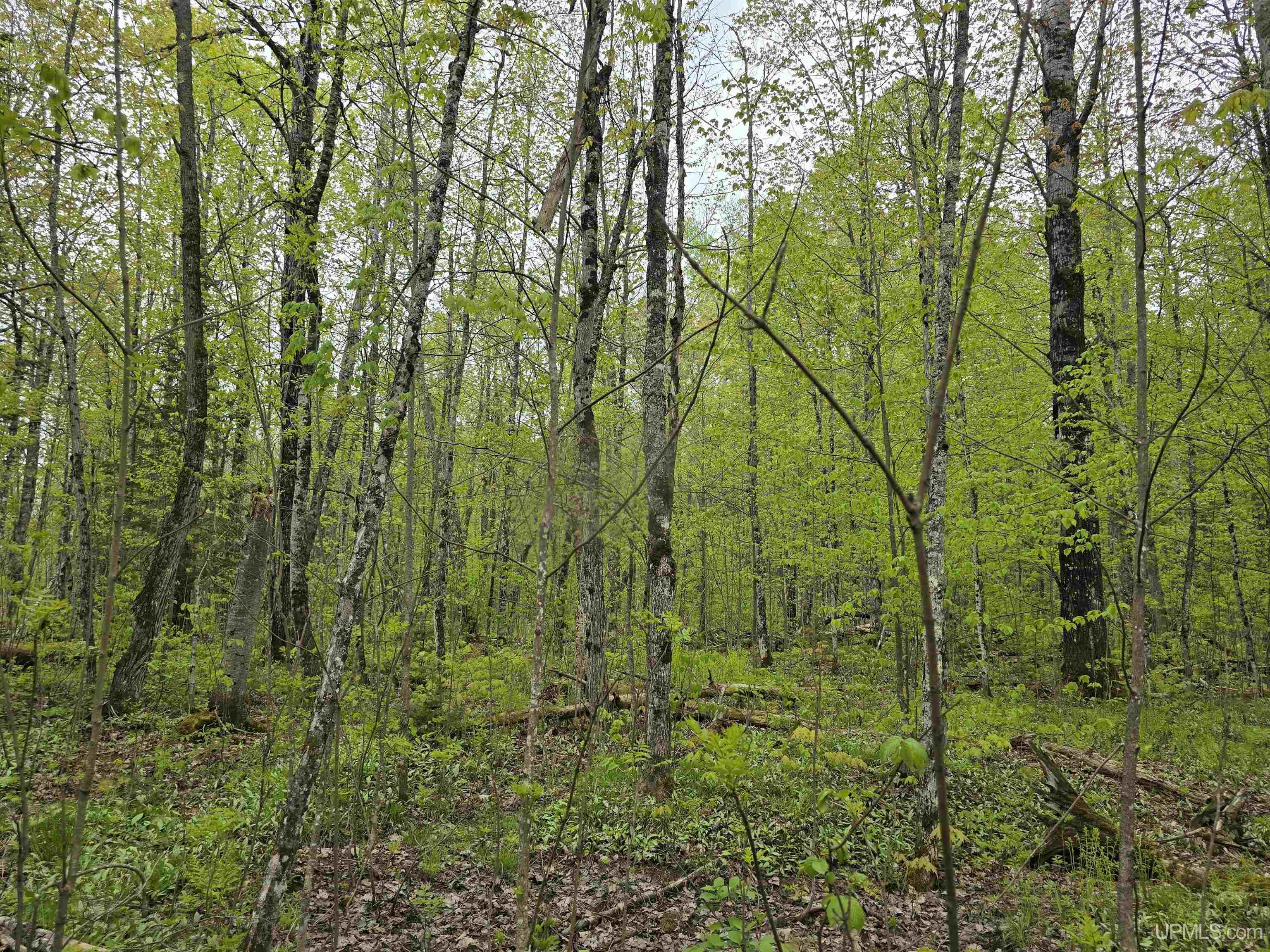 Tbd Lot 37 Yellow Road Property Photo 10