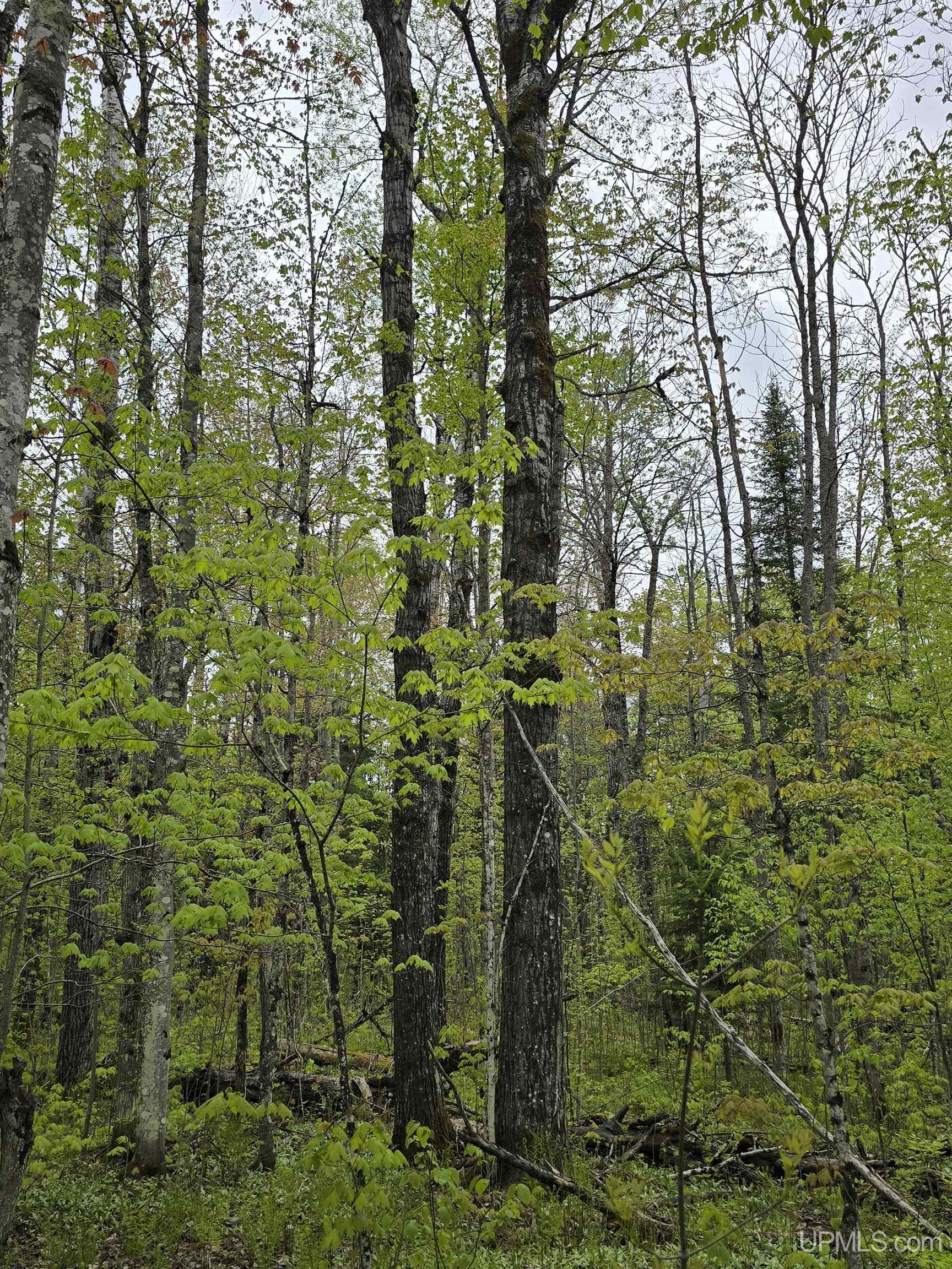 Tbd Lot 37 Yellow Road Property Photo 11